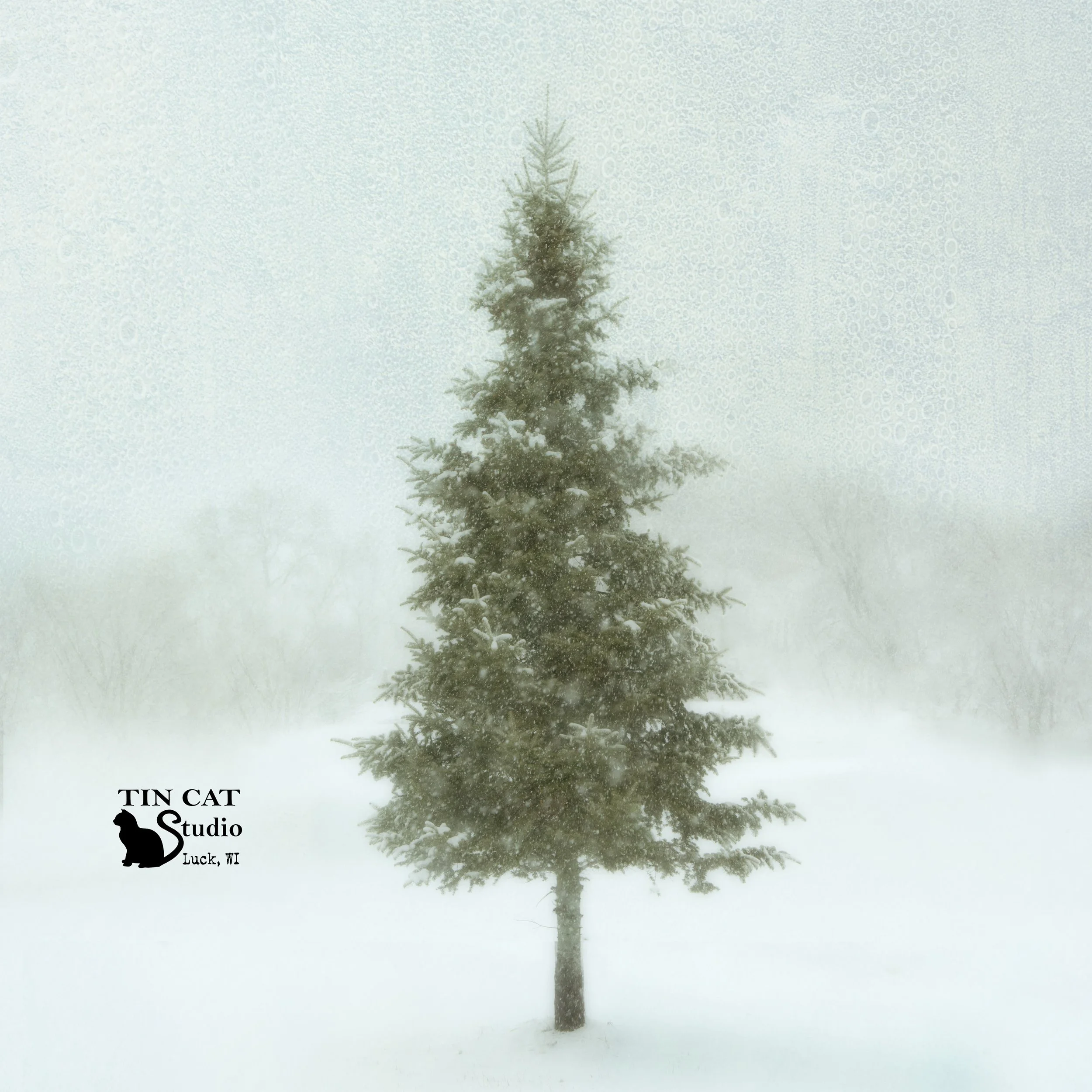 Snowy Pine SQ.jpg