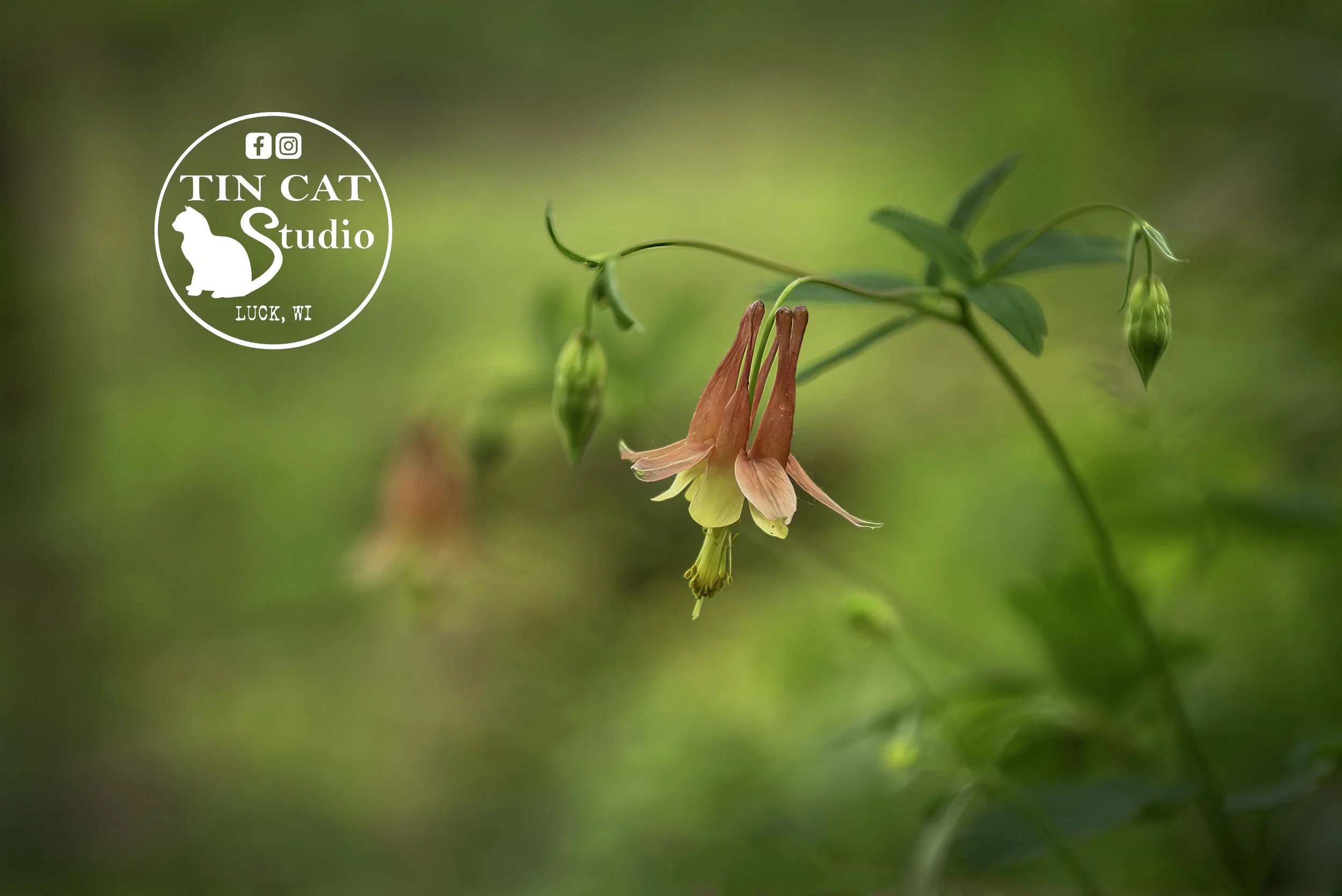 Columbine2logo.jpg