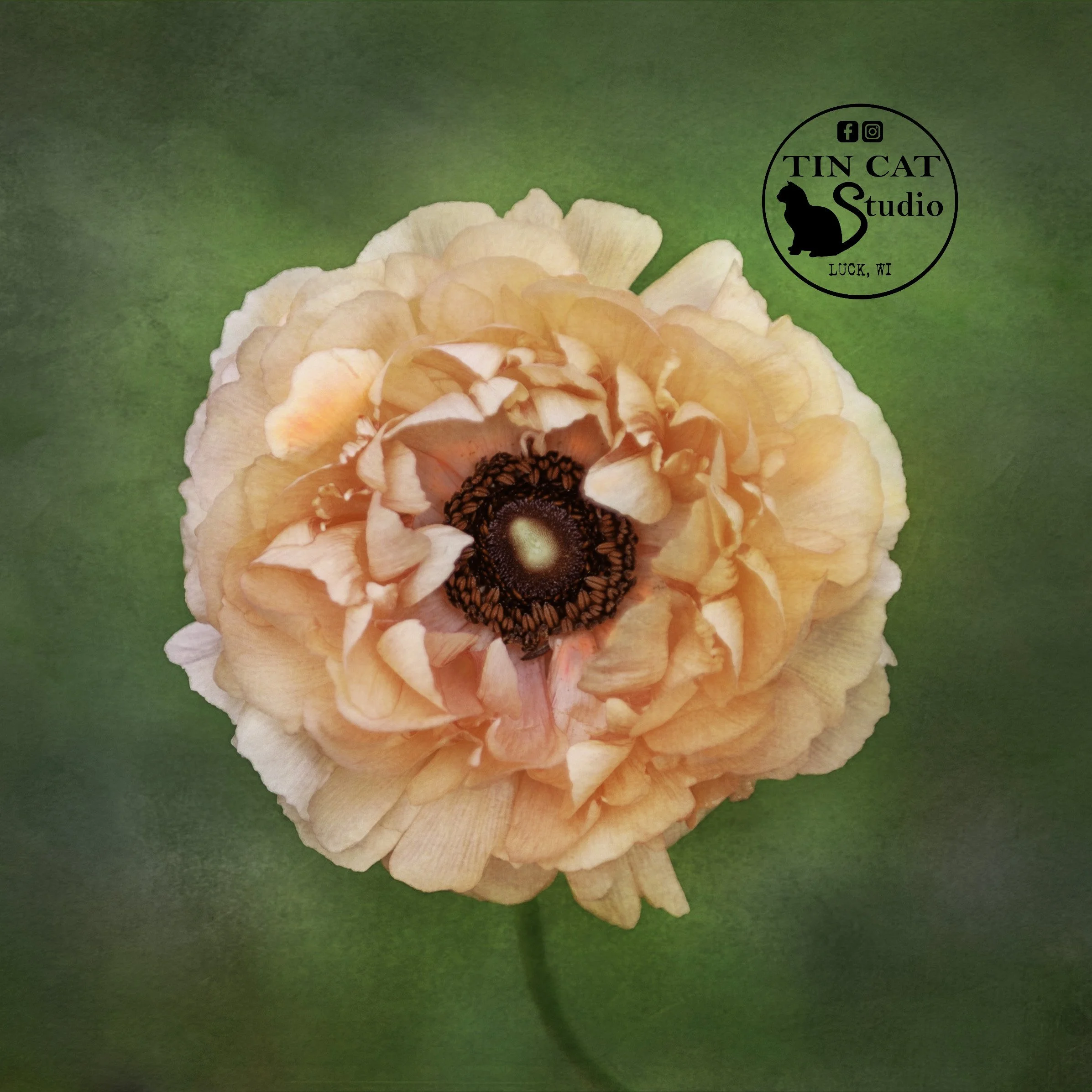 salmonpoppy-mini-logo.jpg