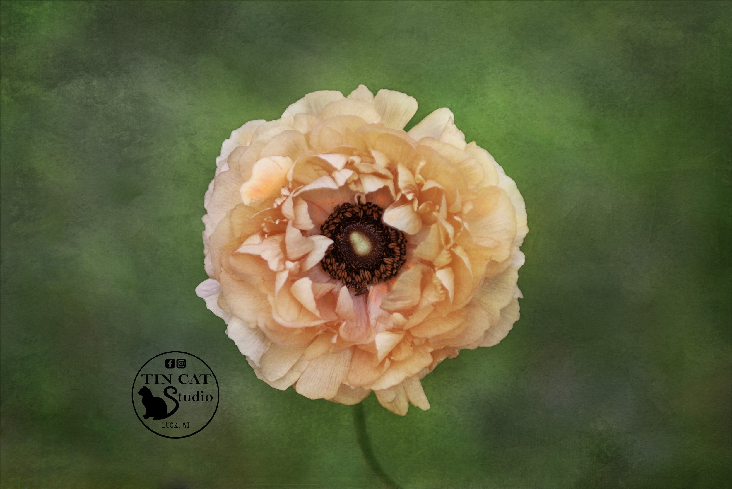 salmonpoppy-card-logo.jpg