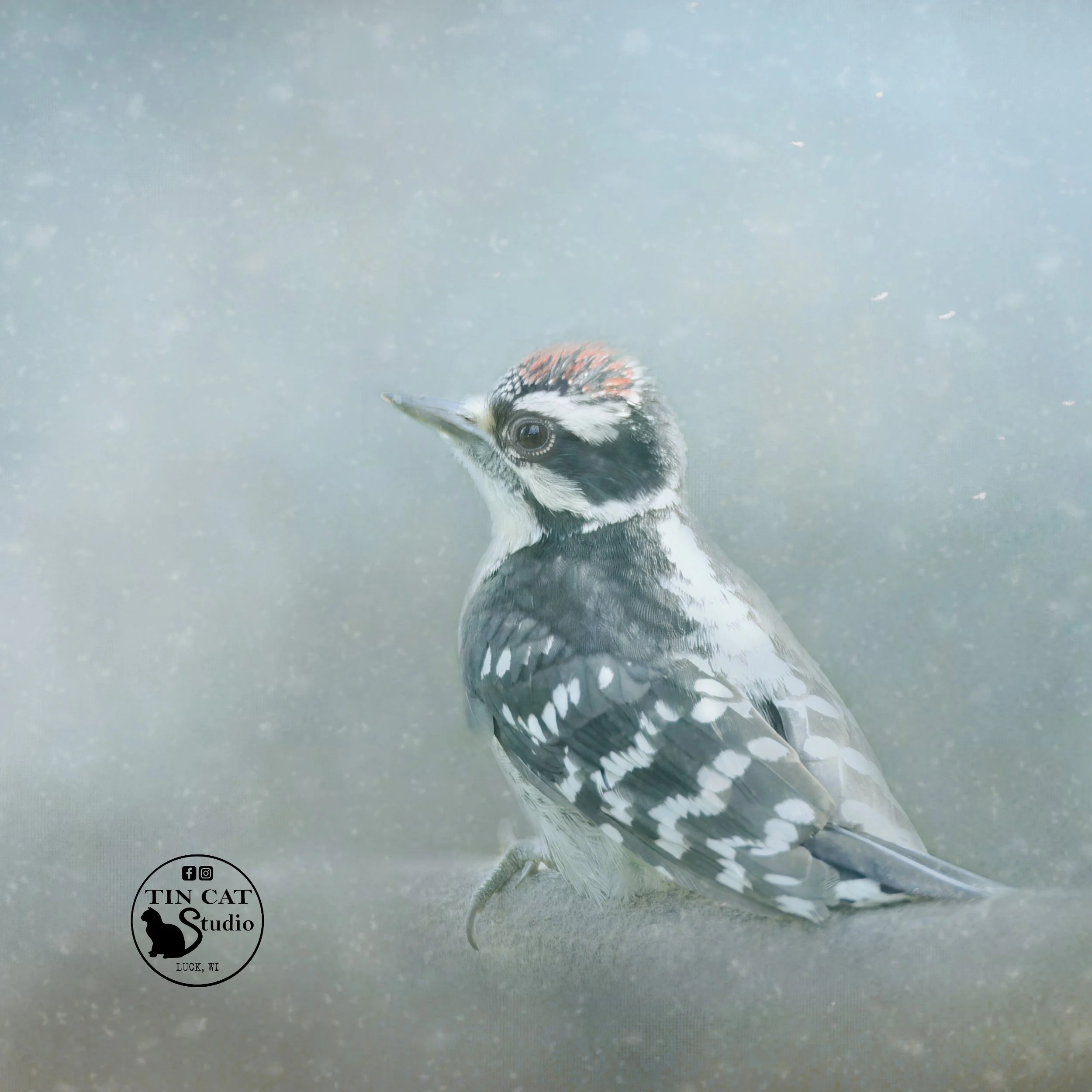 Winter Pecker-mini-logo.jpg