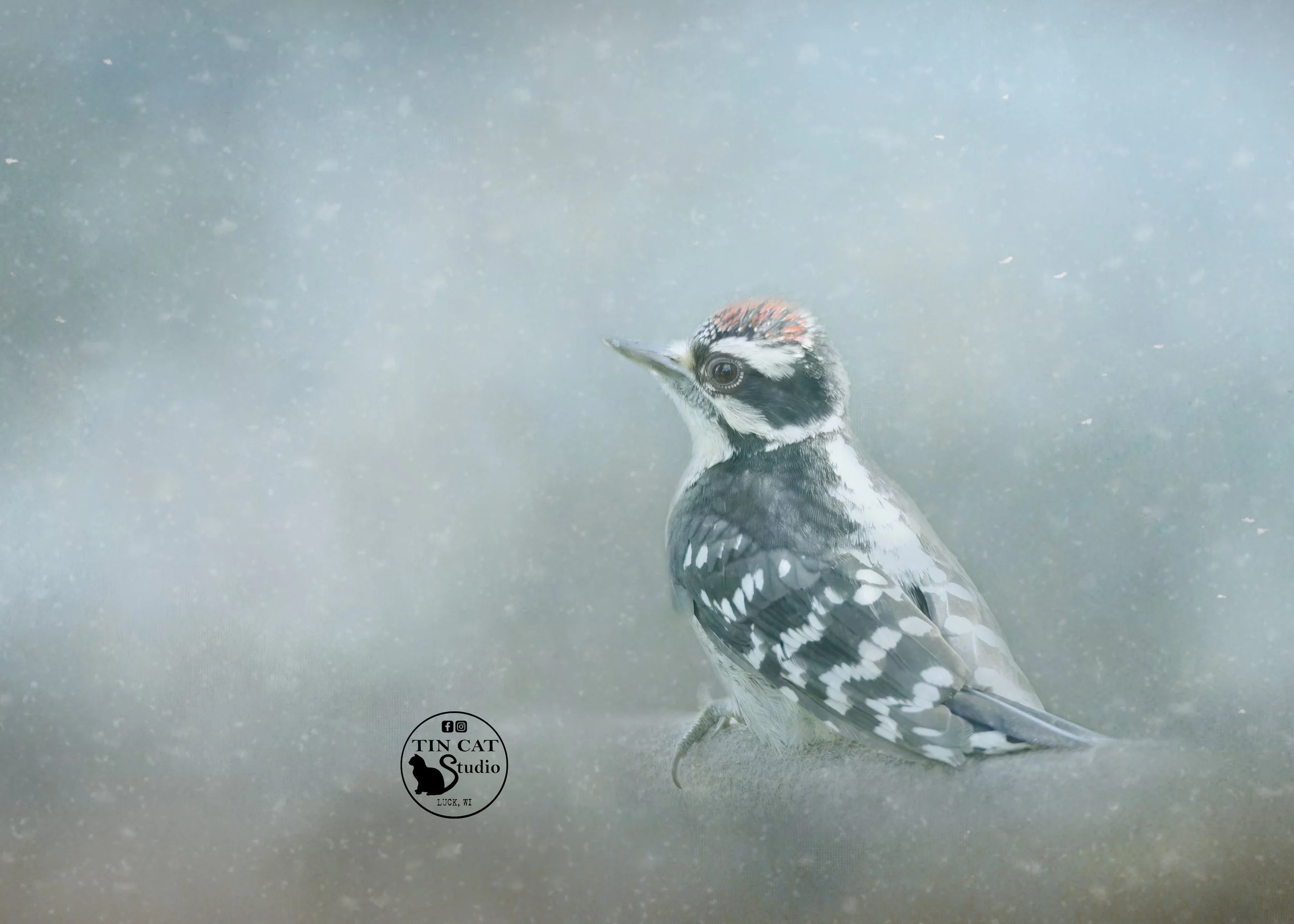 Winter Pecker-card-logo.jpg