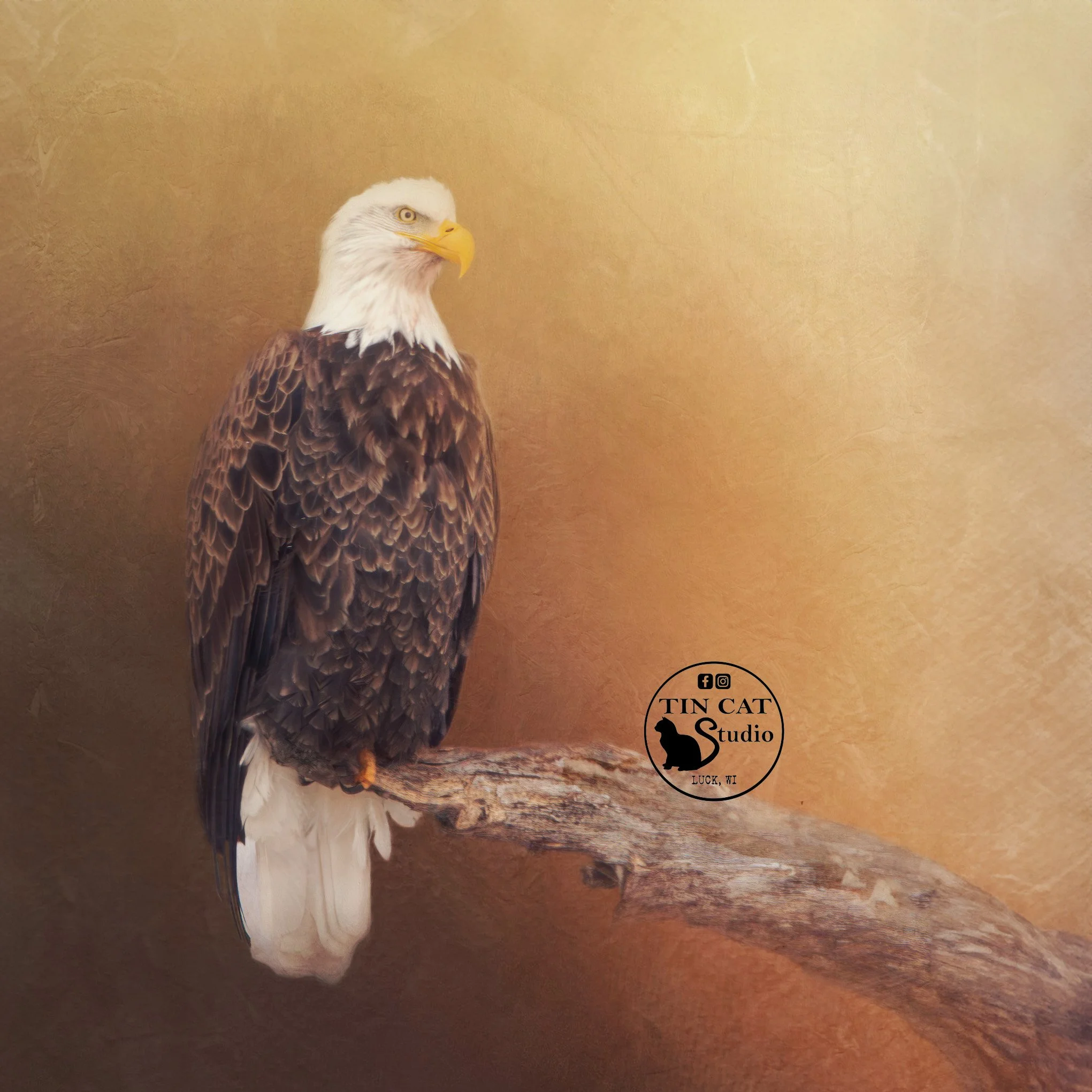 Eagle-FINAL-mini-LOGO.jpg