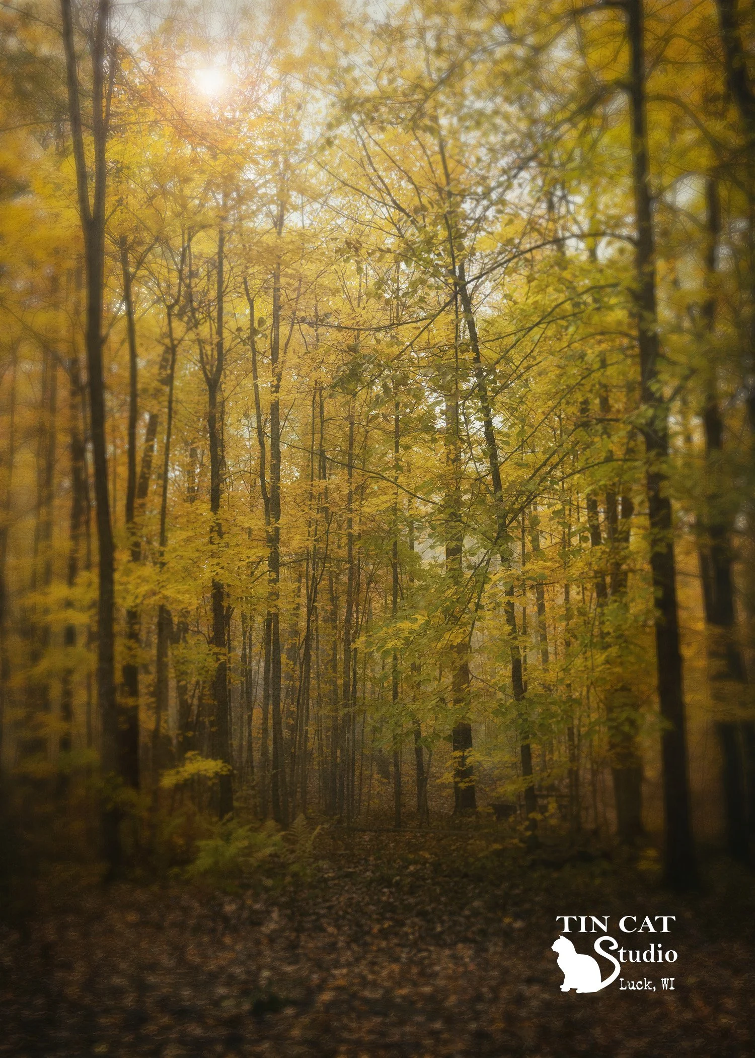 Autumn in the woods card.jpg