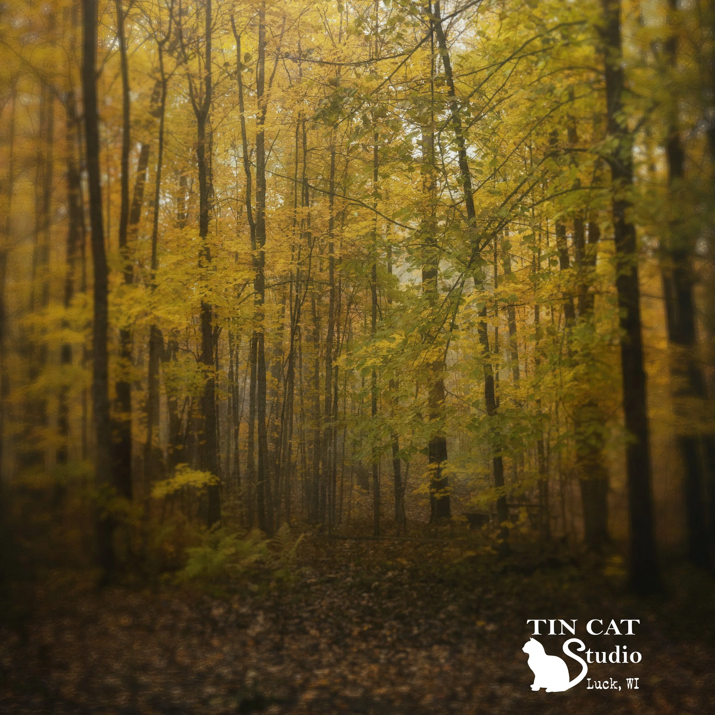 Autumn in the woods SQ.jpg