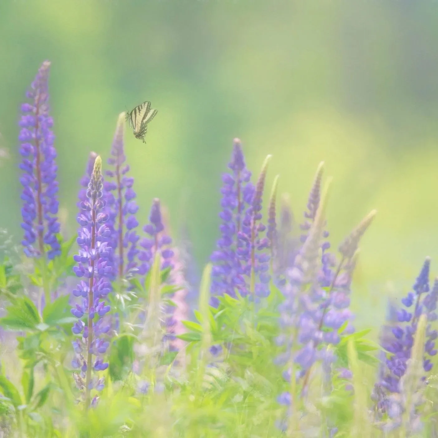 60 on 50- Spring Edition