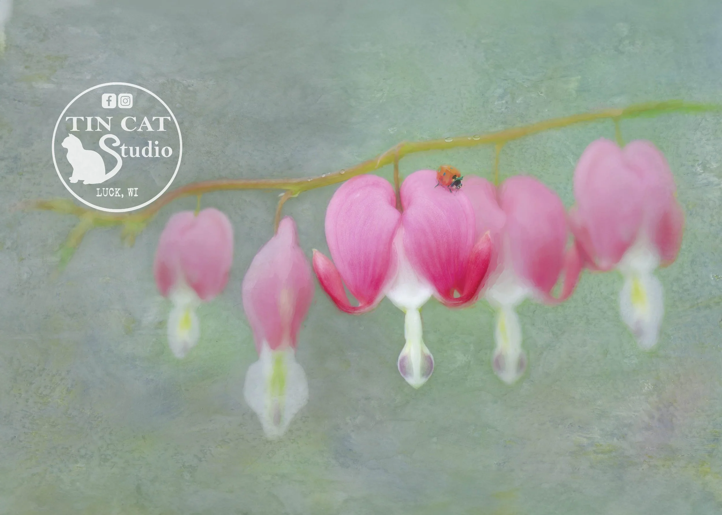 A Tiny Wonder-card LOGO.jpg