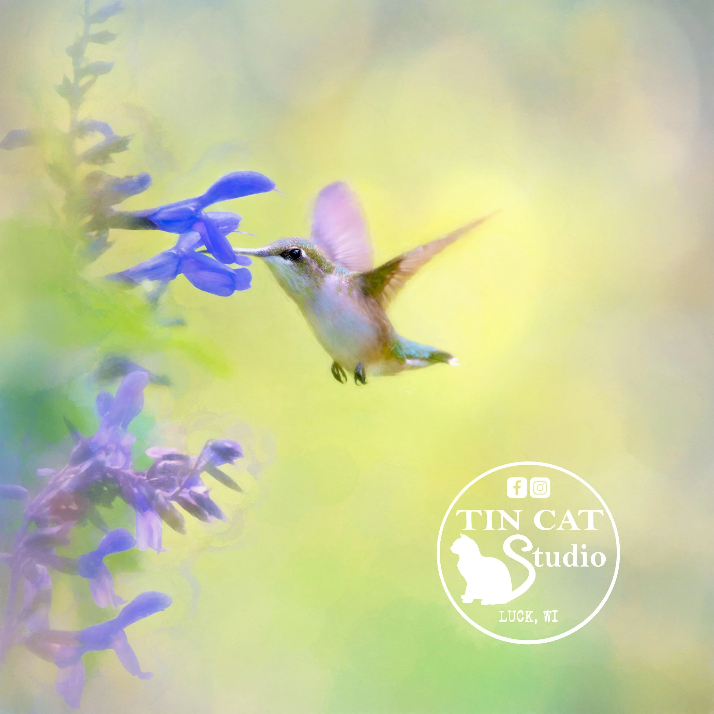 Summers Quest LOGO.jpg