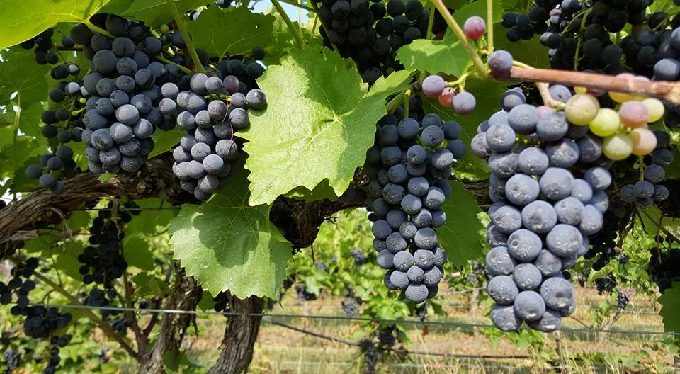 James River Cellars Winery