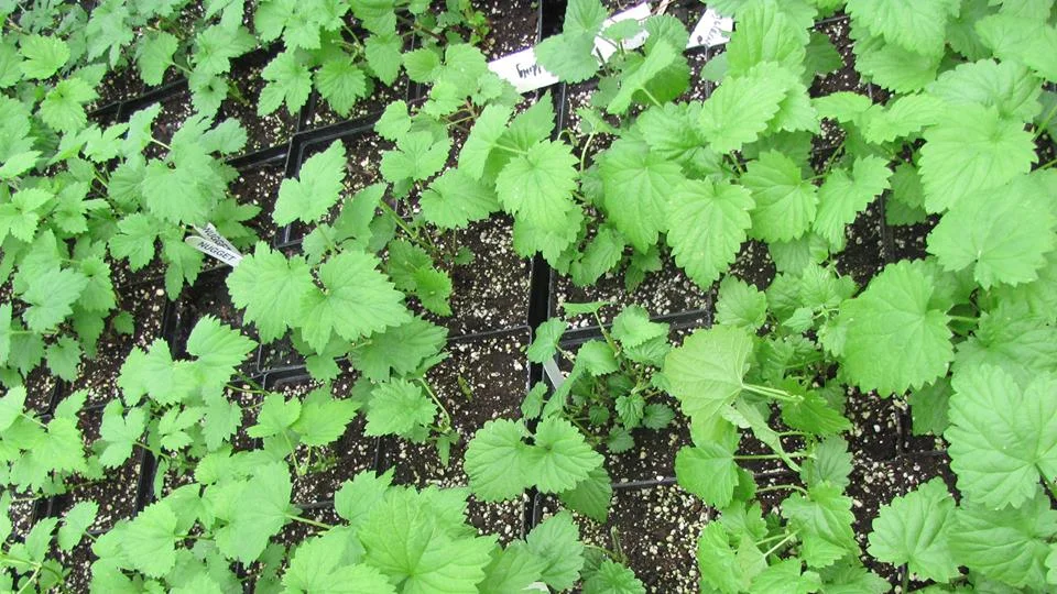 Japanese Hops Invasive Hop Plant Invasive