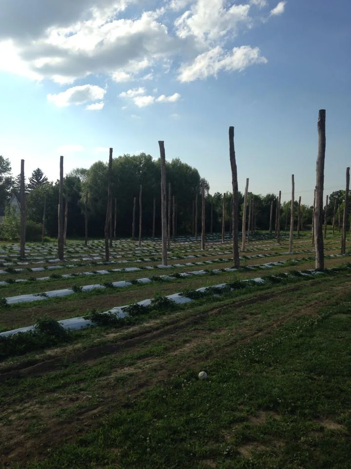 Baby Hop Yard 3013.jpg
