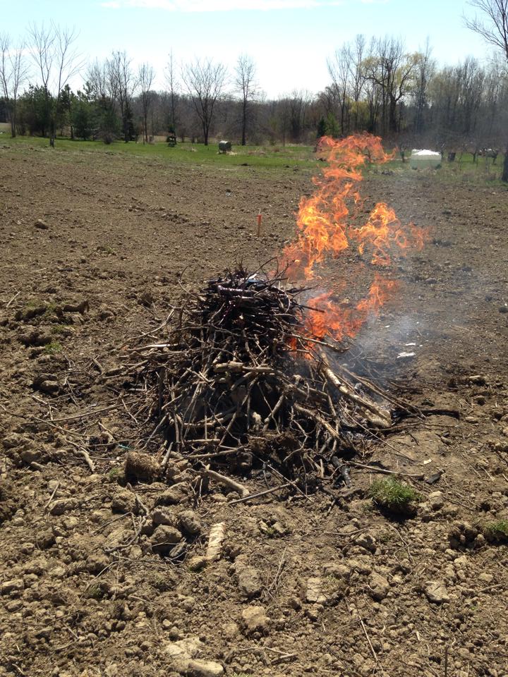 clearing the hop yard.jpg