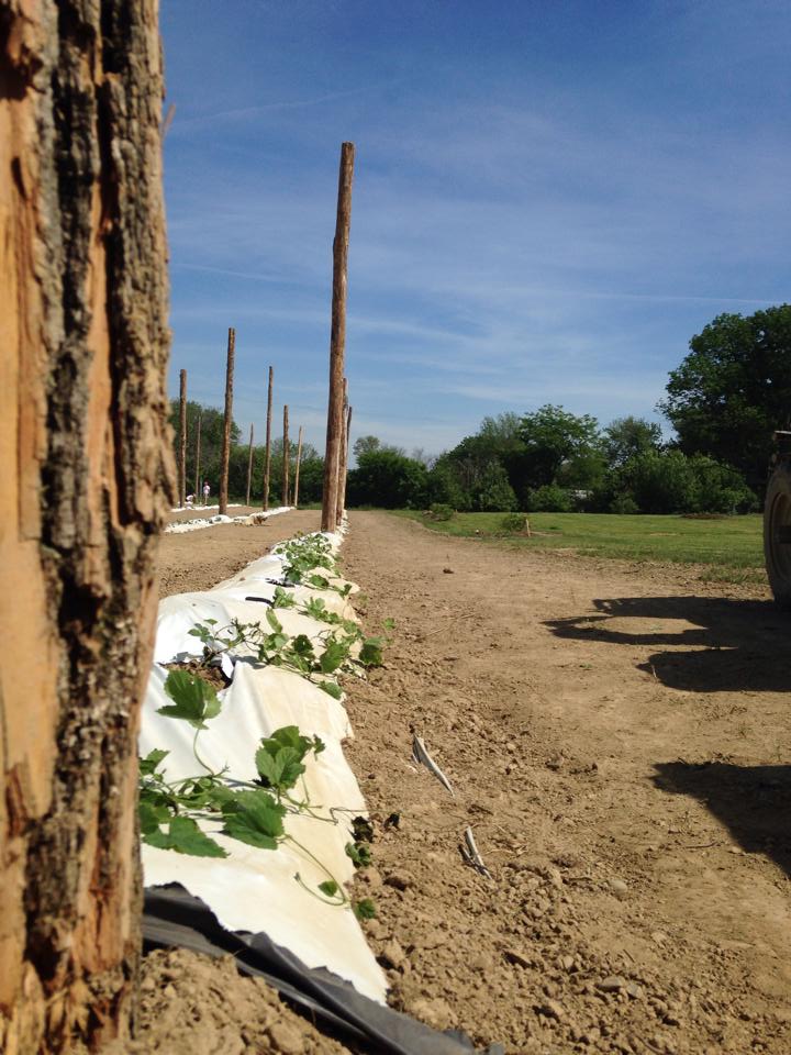 PlantingDay10 - BTH.jpg