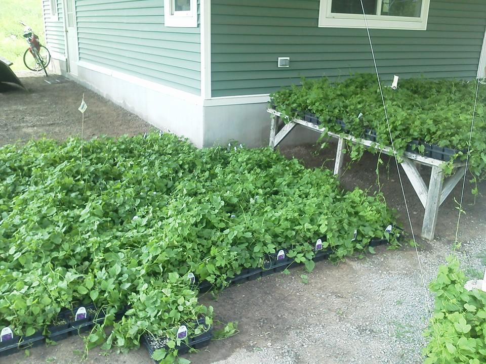 picking up hops in new york.jpg