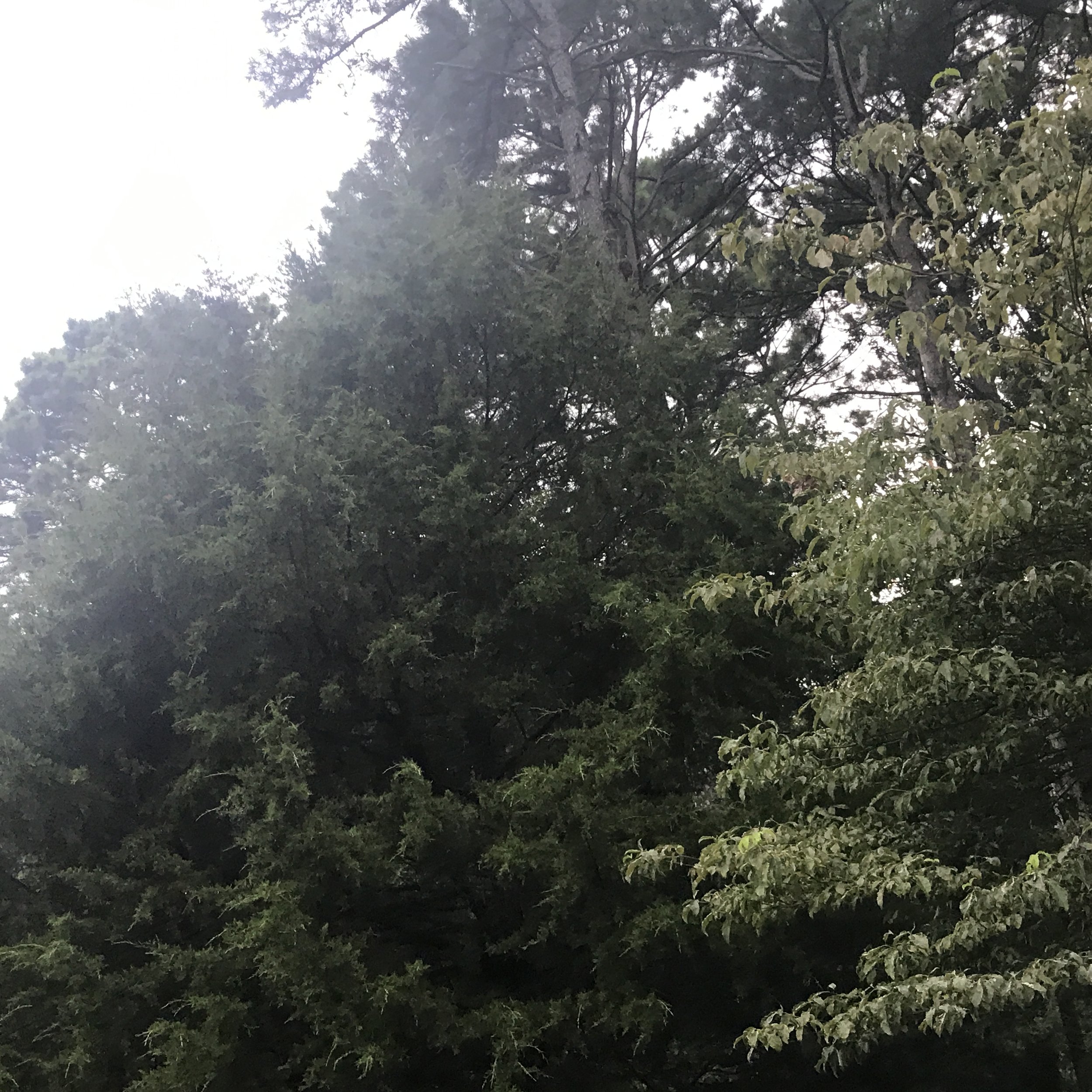 Finding Peace in the Chaos