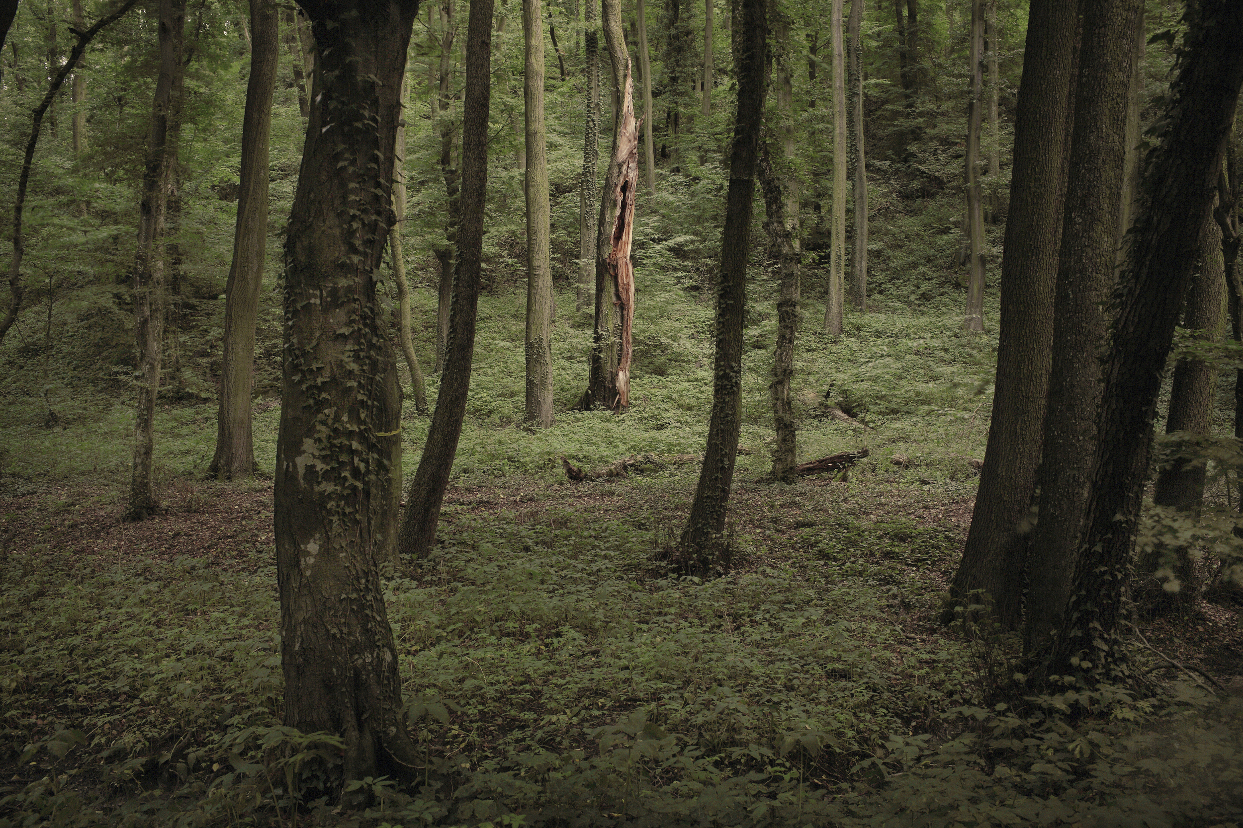 Wood