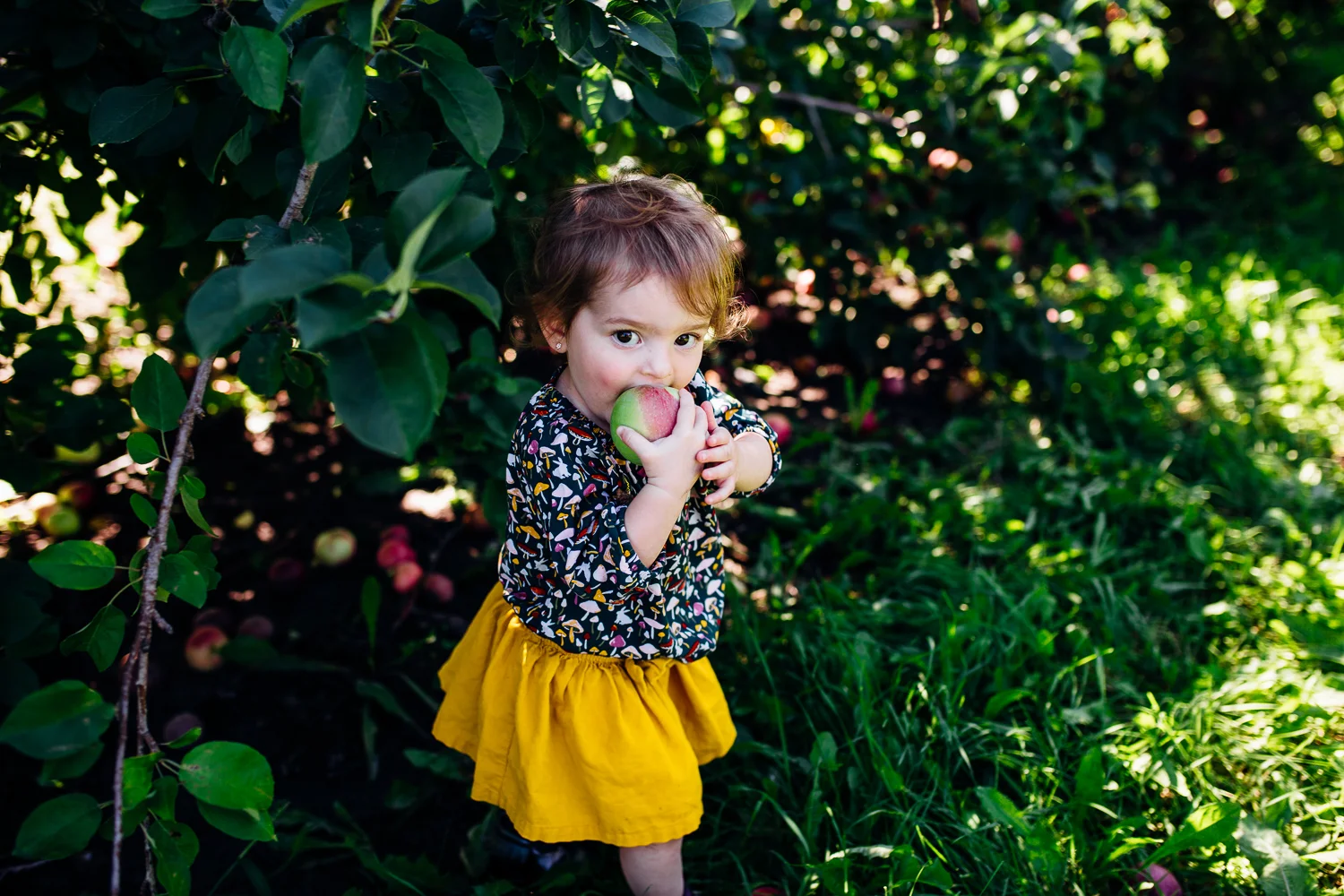 Fall Apple Picking//Milwaukee, Wisconsin Family Storytelling Photographer