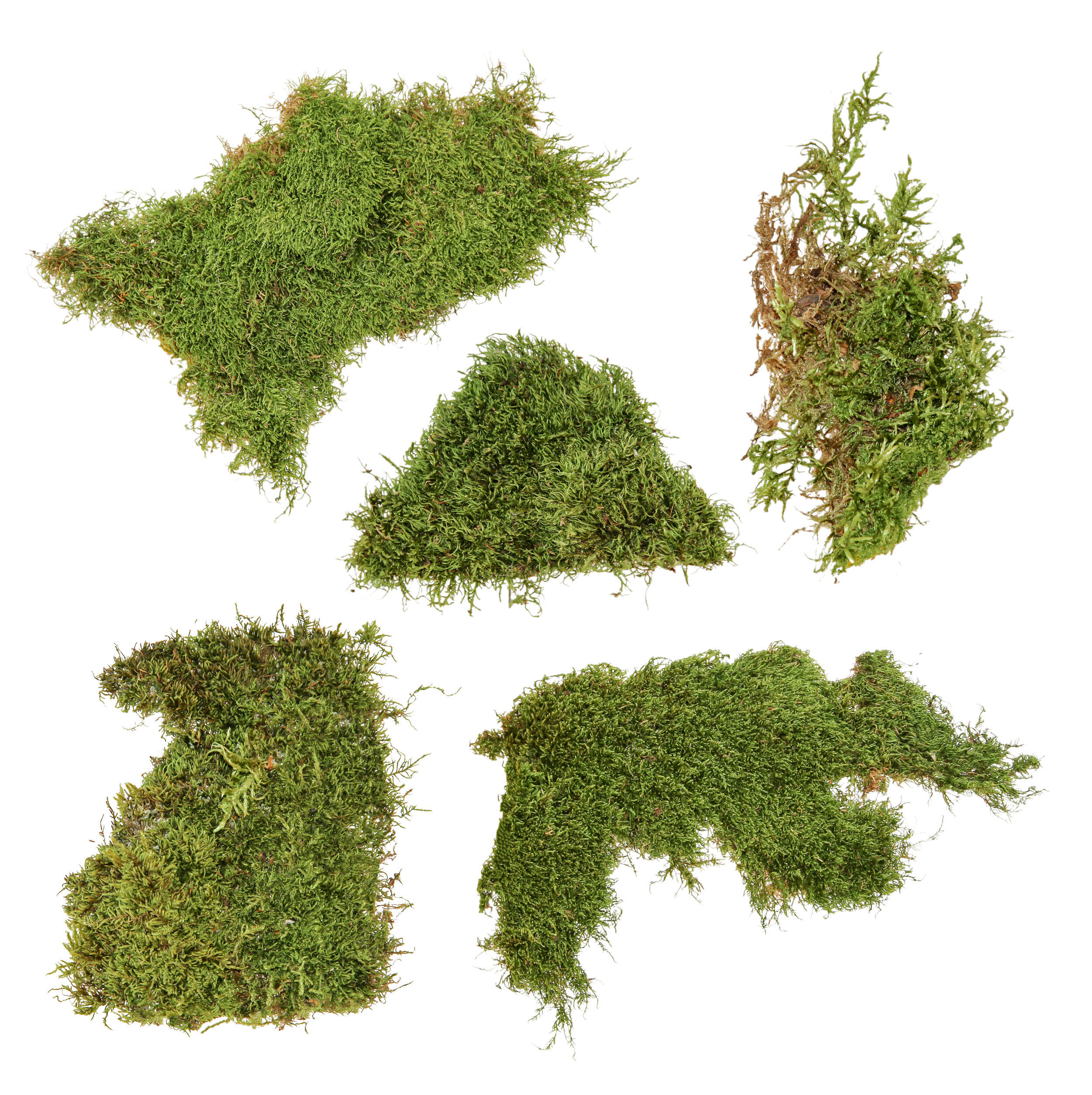 Moss patches.jpg
