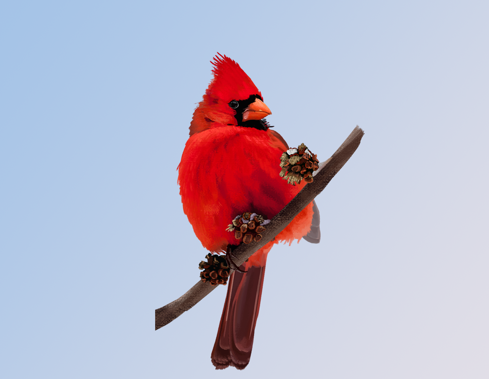 Cardinal5.png
