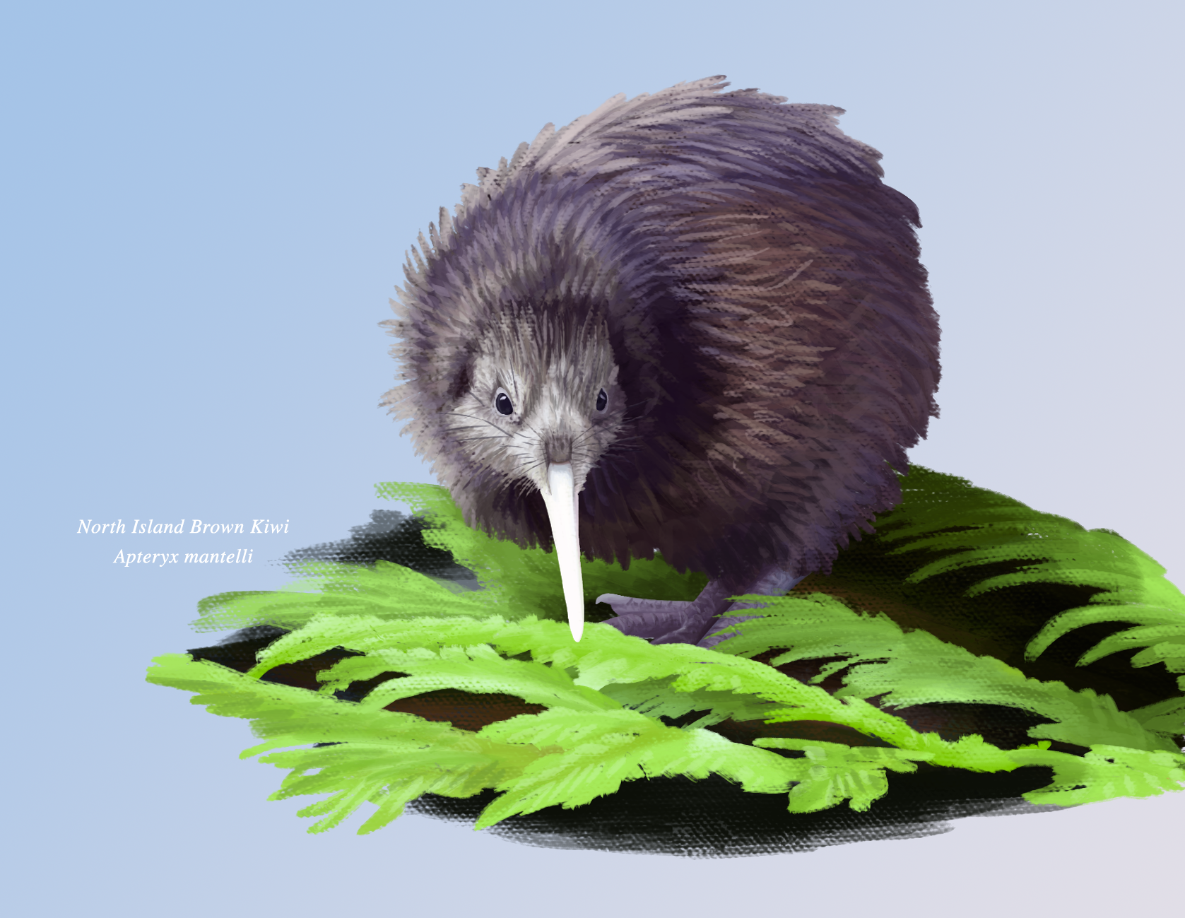 3.Kiwi.png