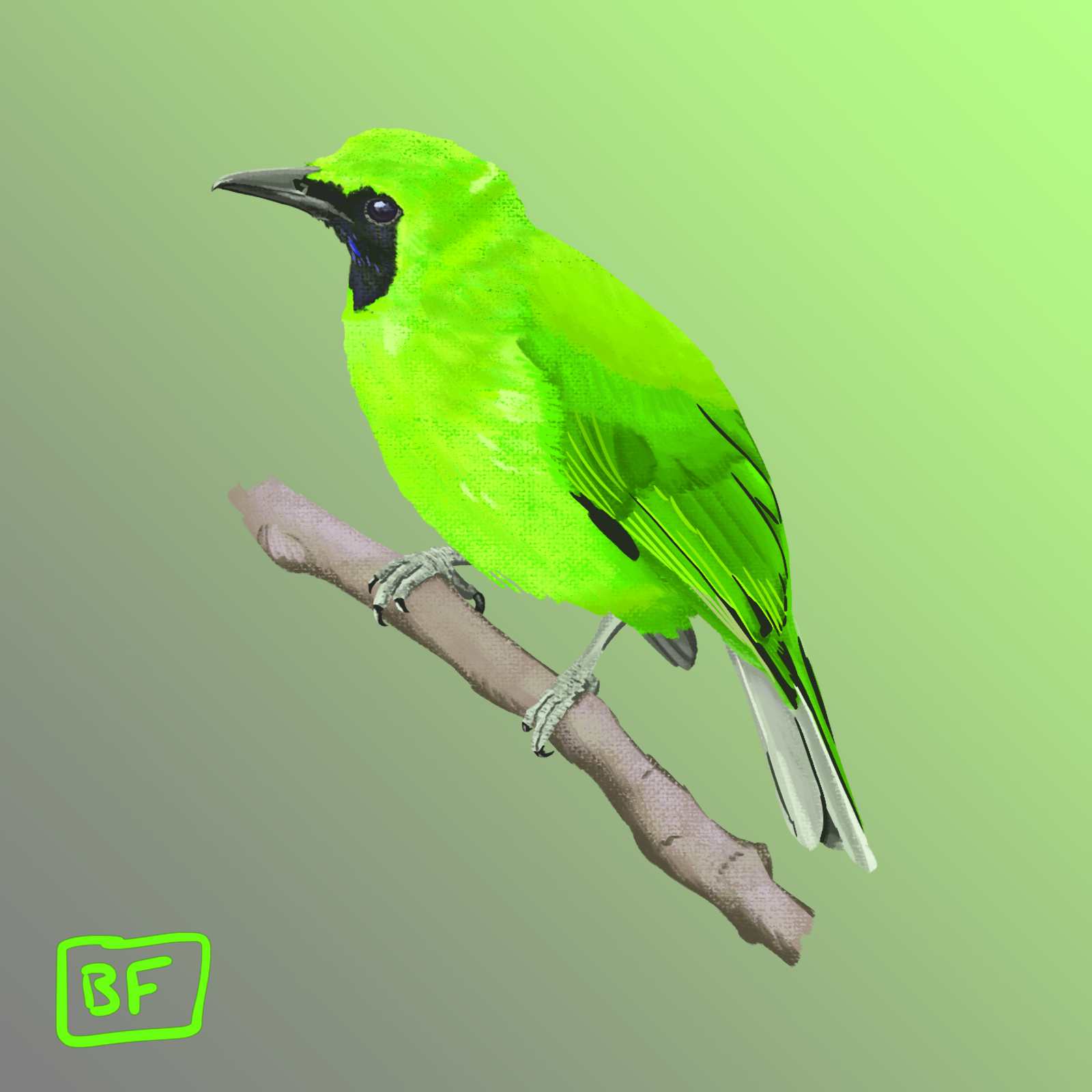 Greater Green Leaf Bird