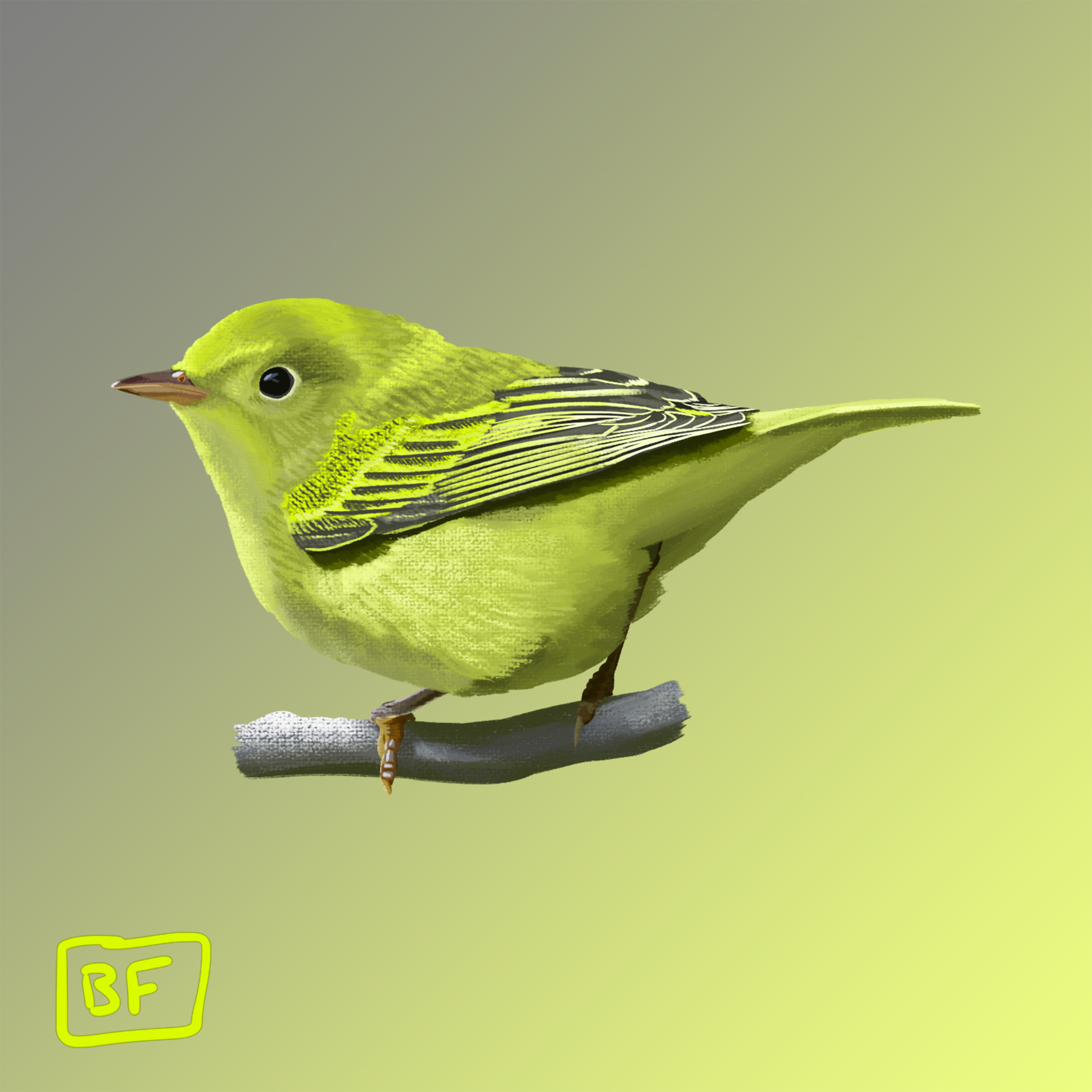 Yellow Warbler