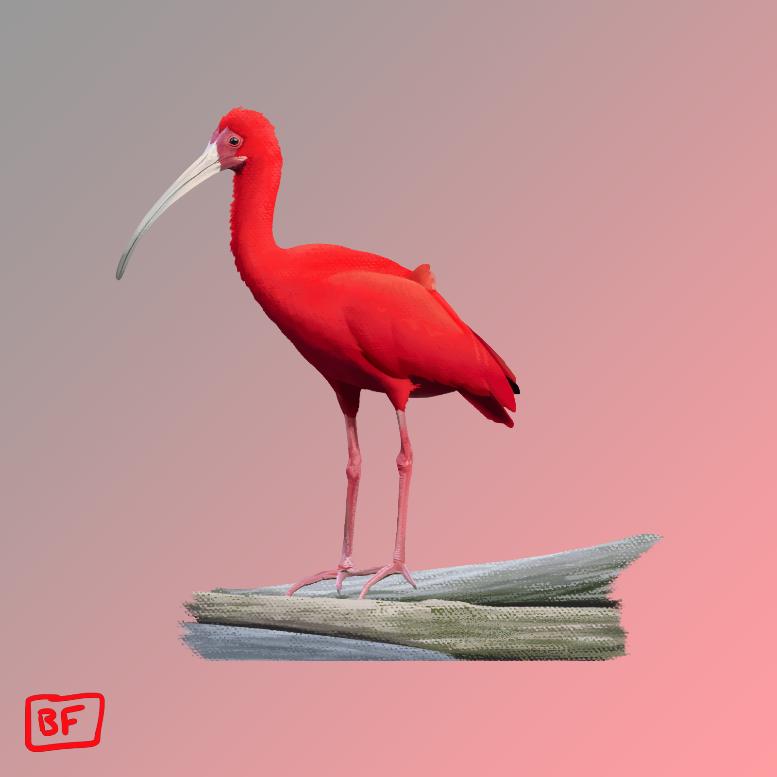 Scarlet Ibis