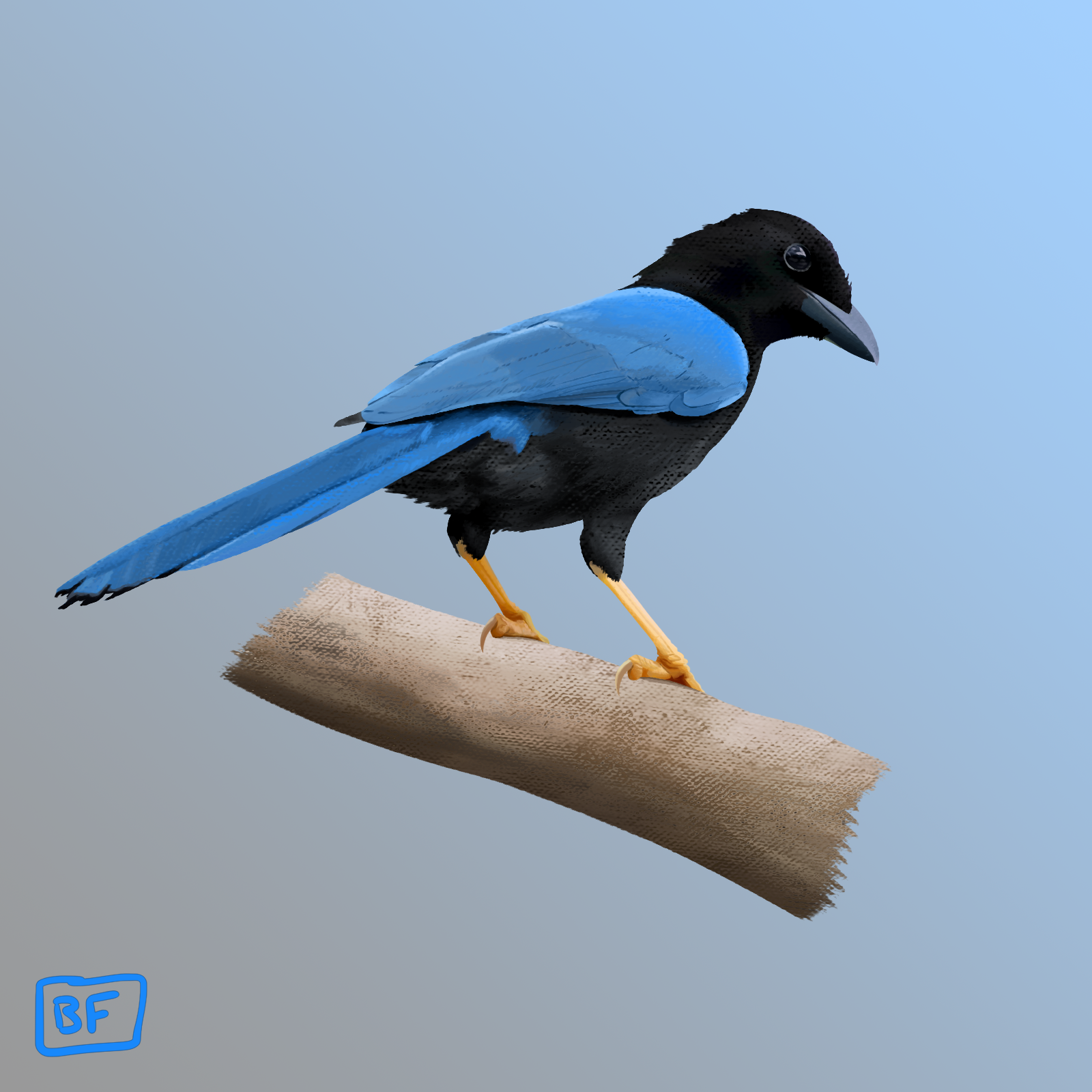 Yucatan Jay