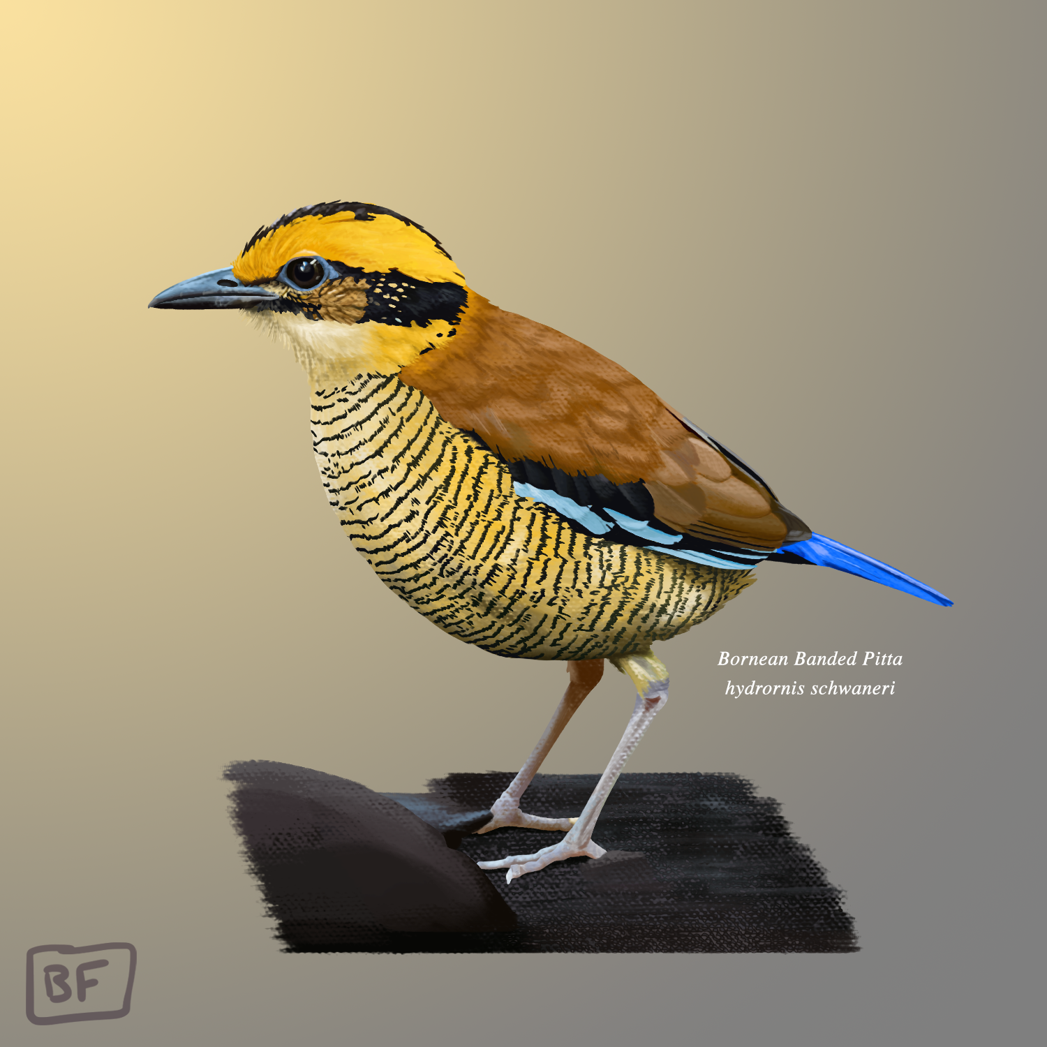 2.Bornean Banded Pitta.png