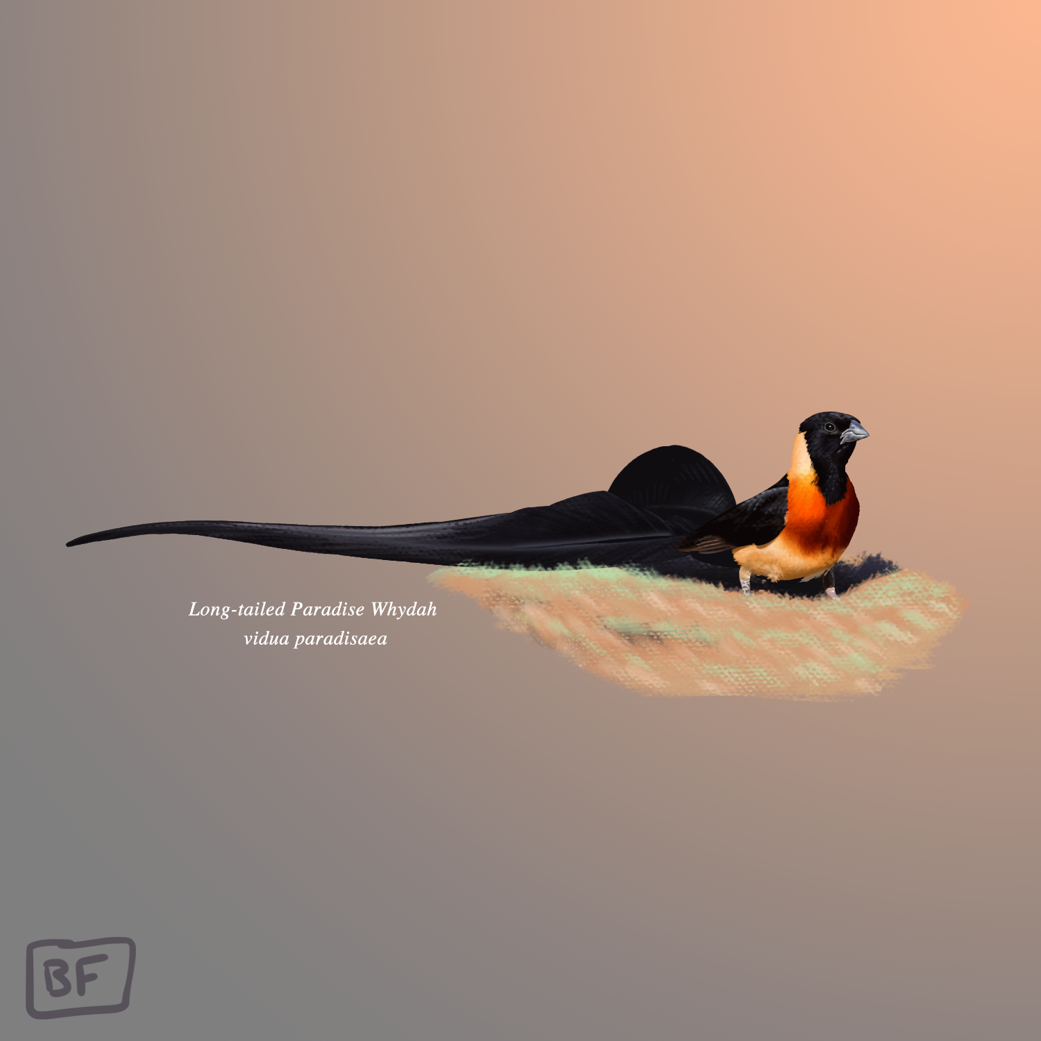 3.Long Tailed Paradise Whydah.png