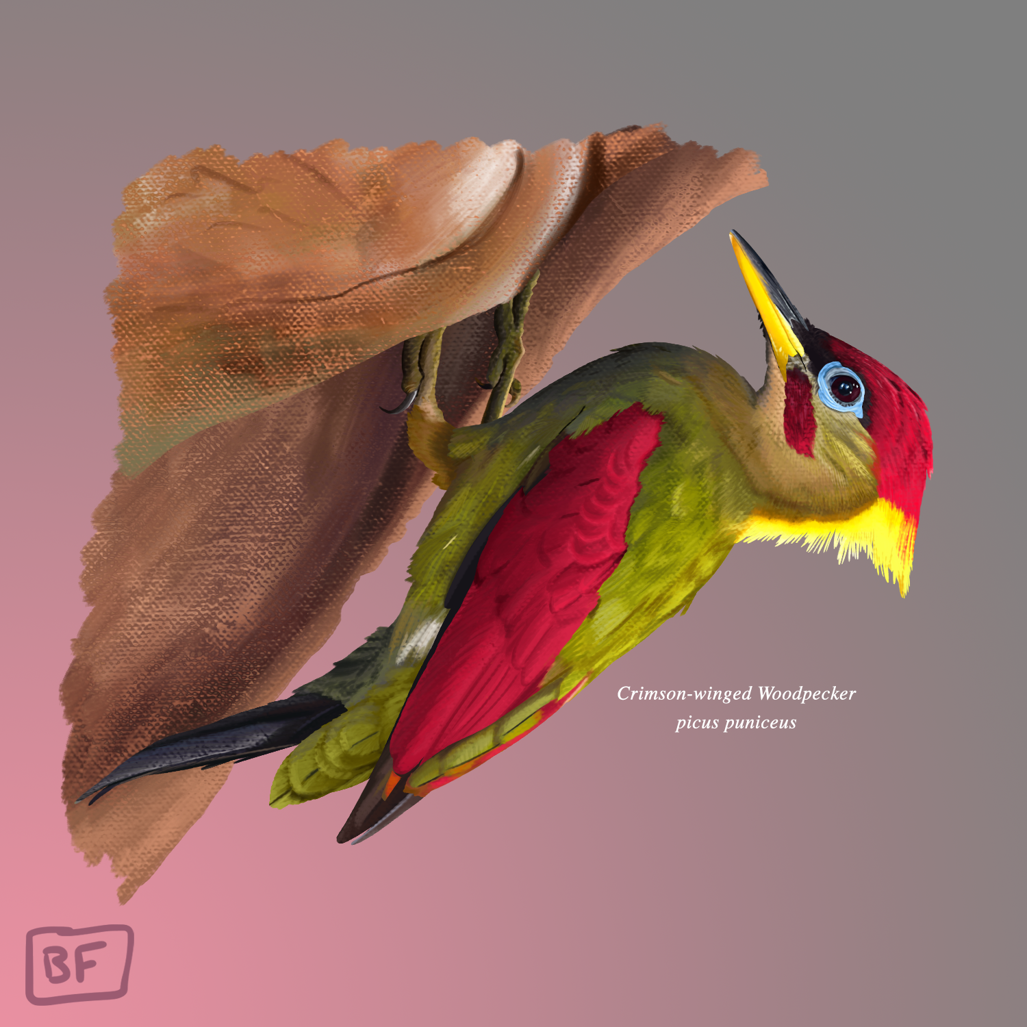 5.Crimson Winged Woodpecker.png