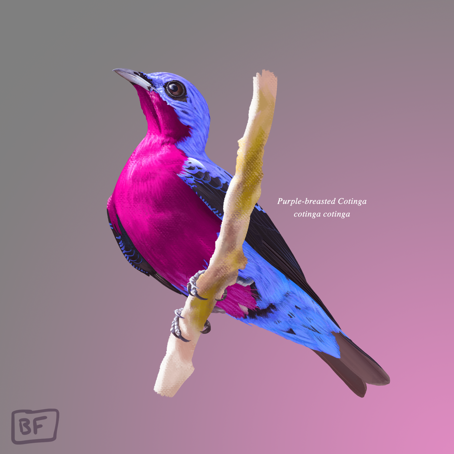 6.Purple Breasted Cotinga.png