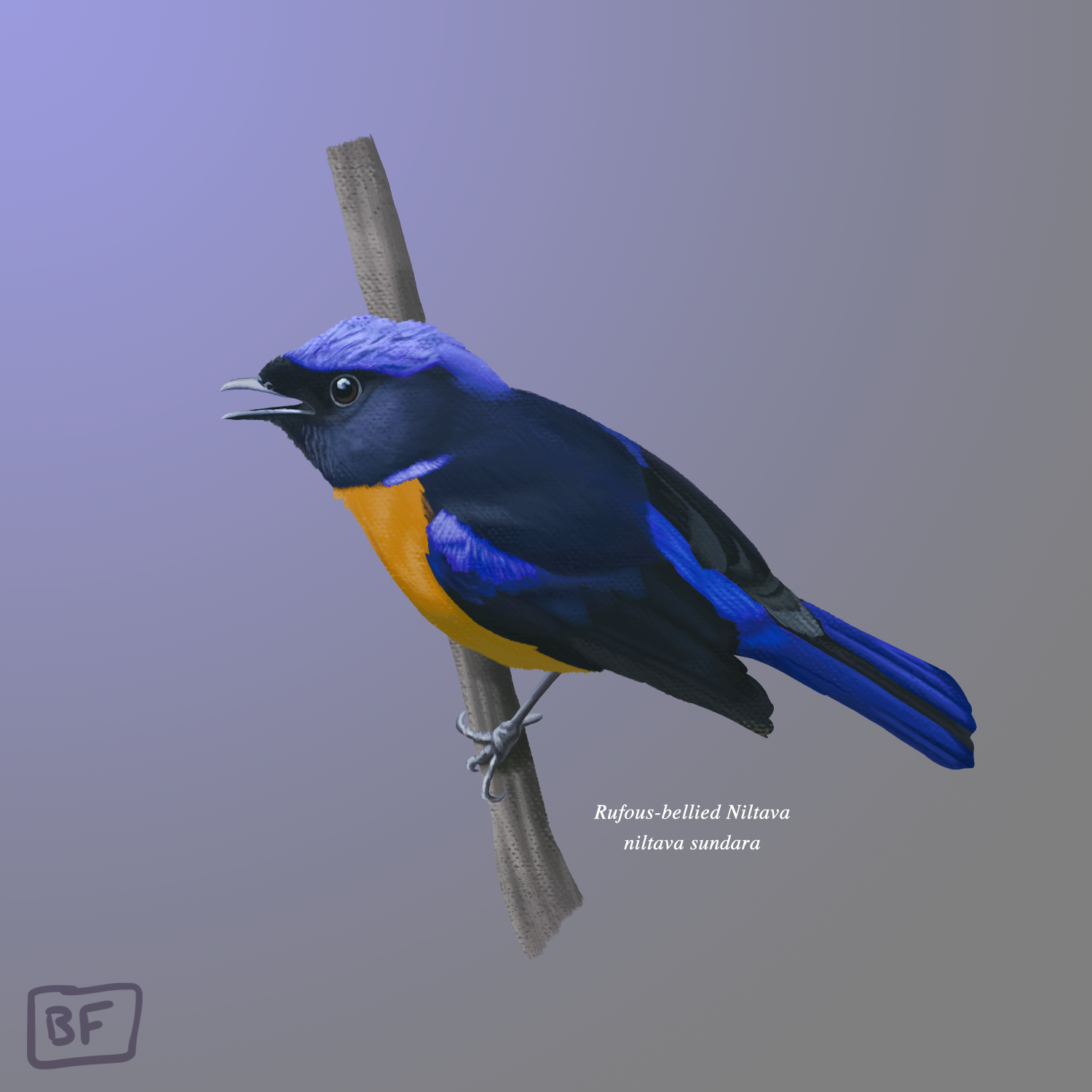 8.Rufous Bellied Niltava.png