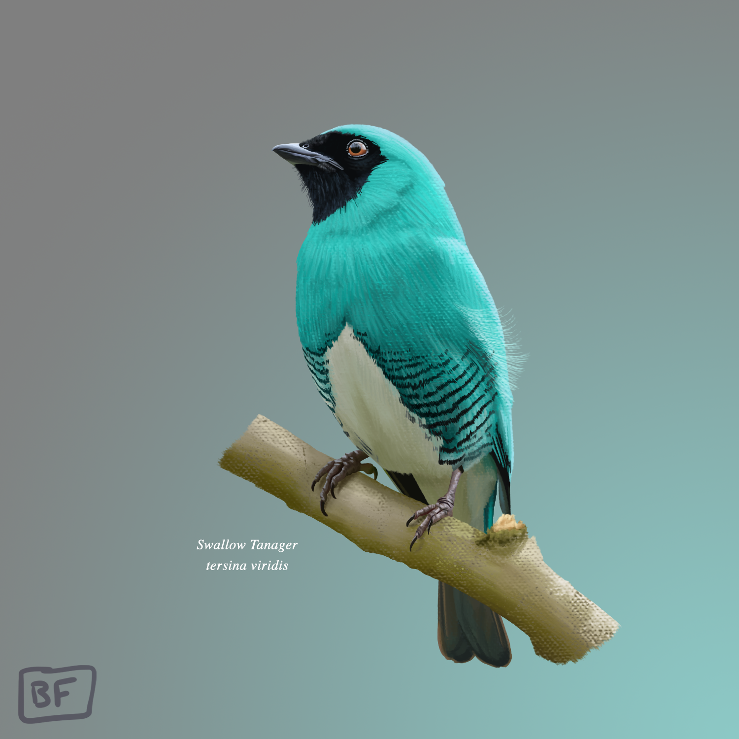 10.Swallow Tanager.png