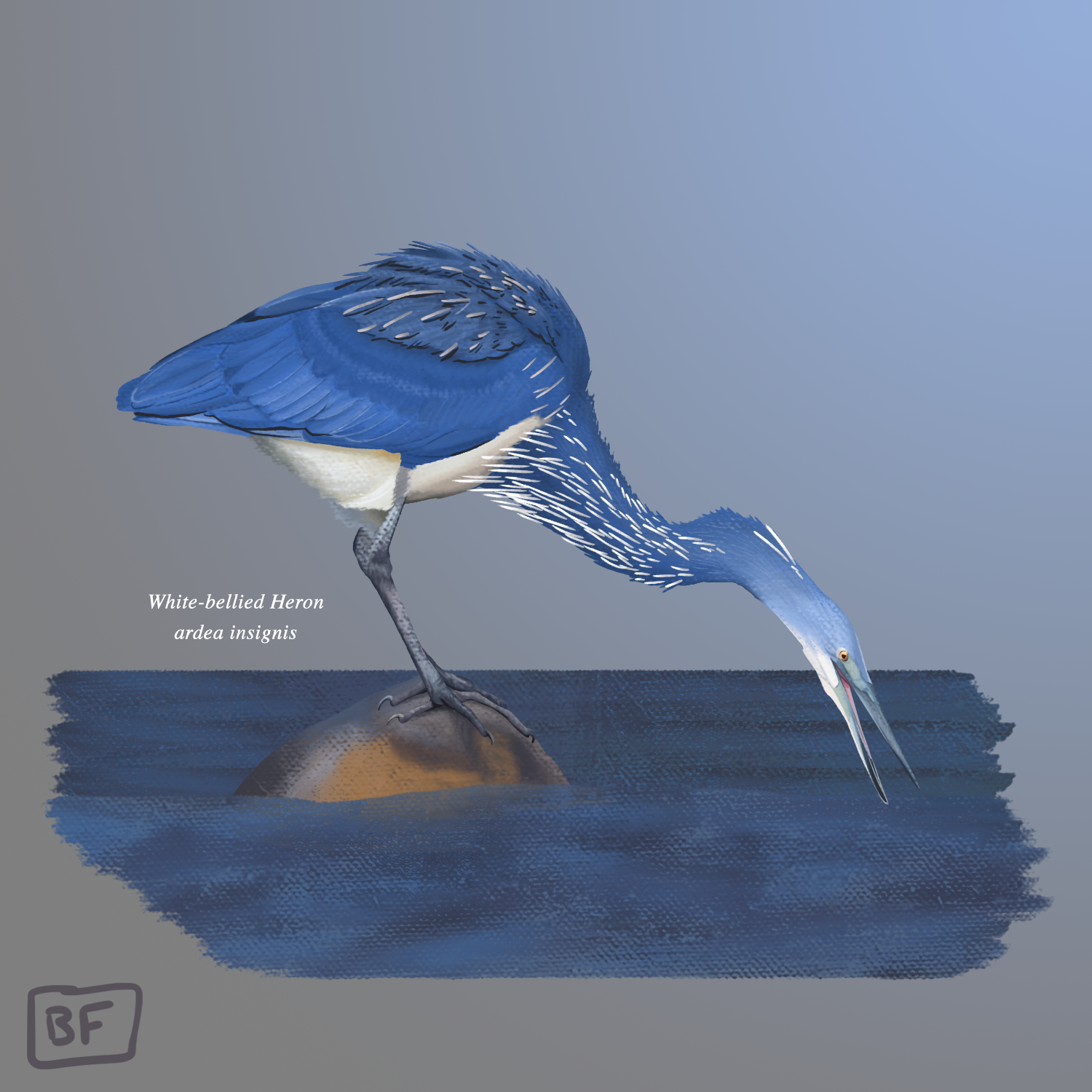 9.White Breasted Heron.png