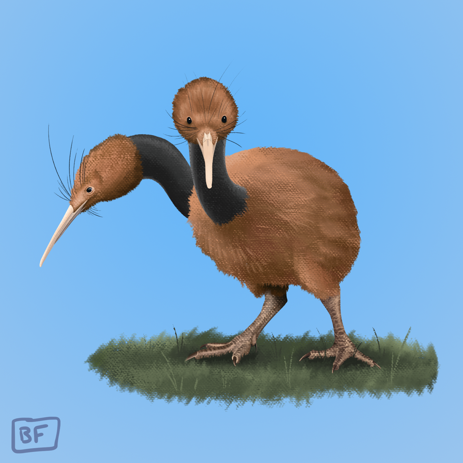 0084. Doduo