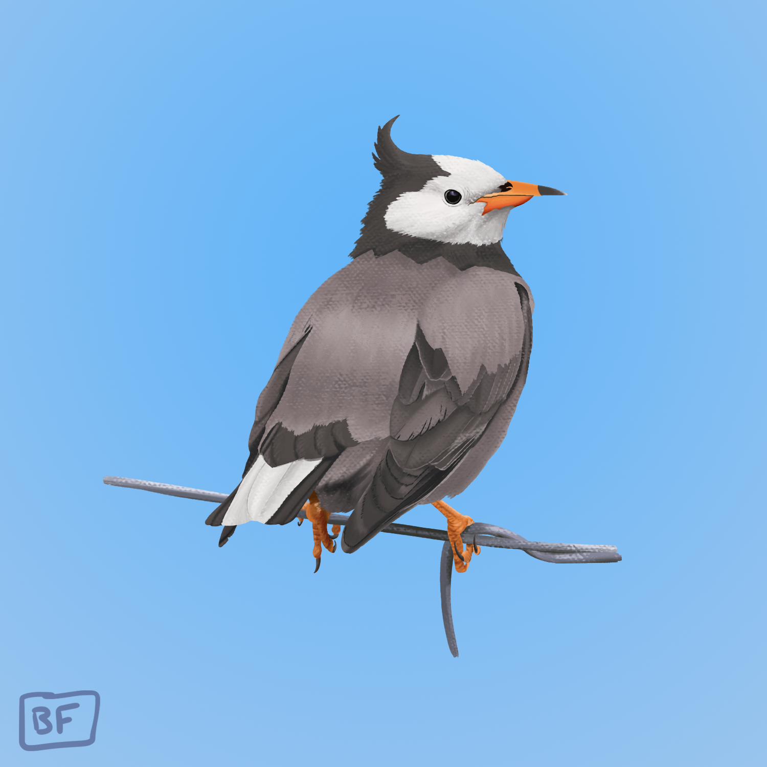 0396. Starly