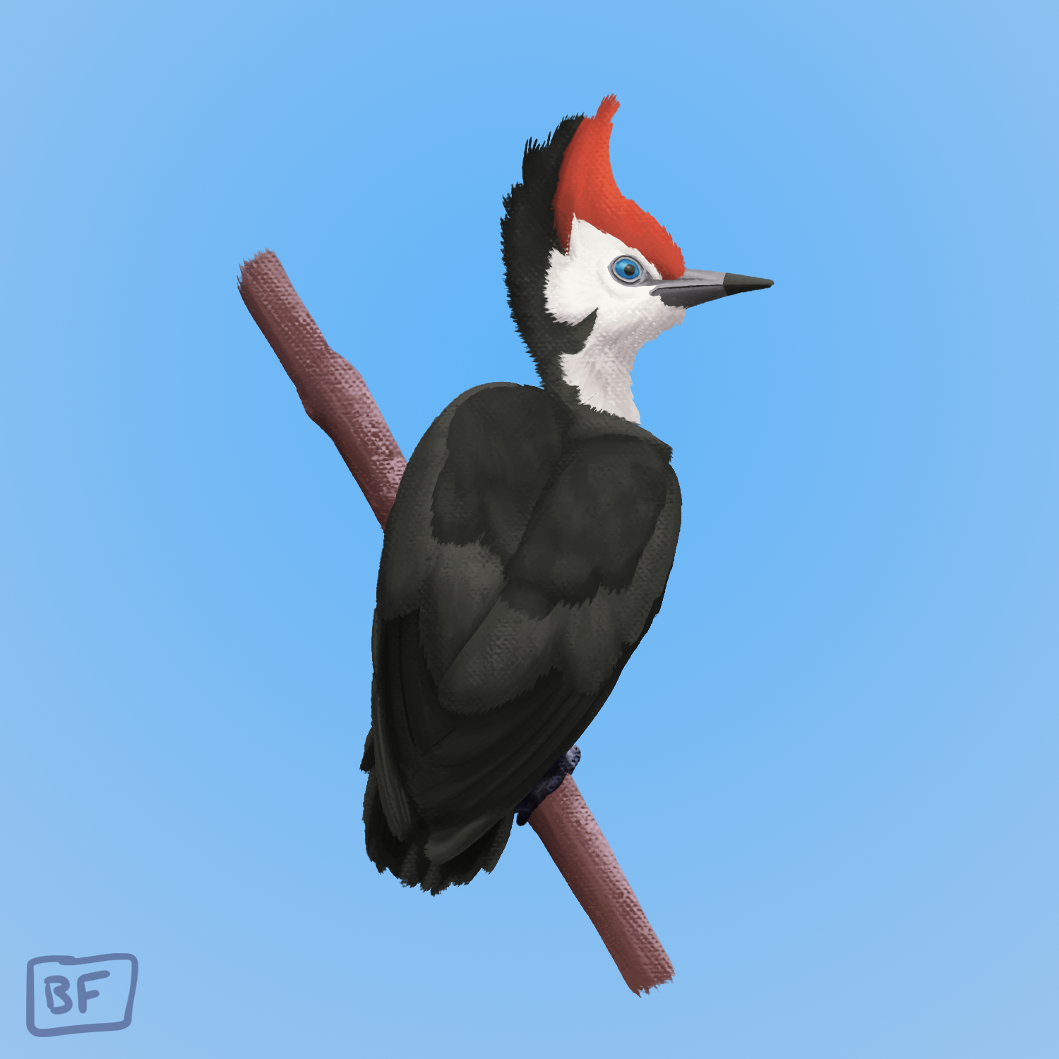 0731. Pikipek