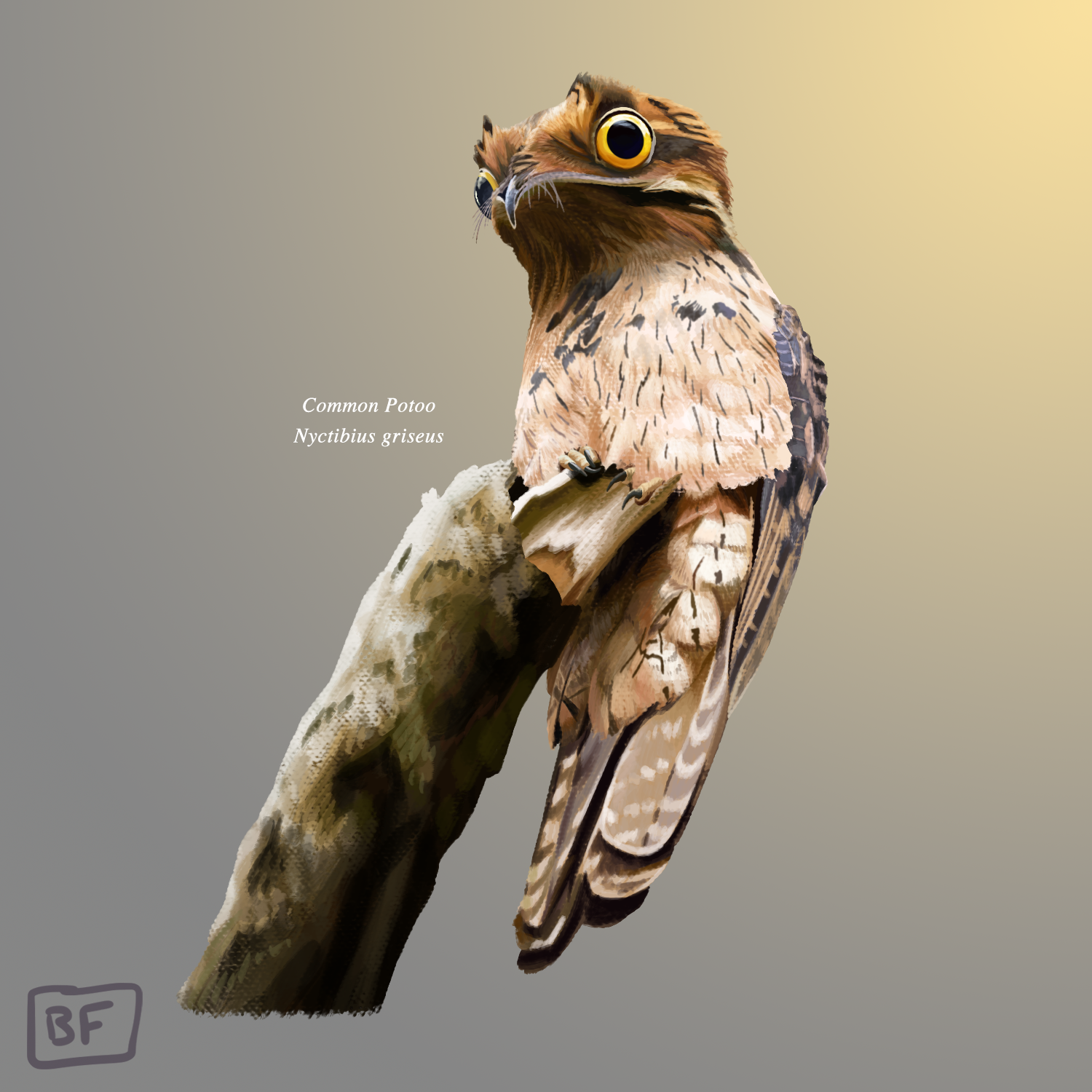 Common Potoo