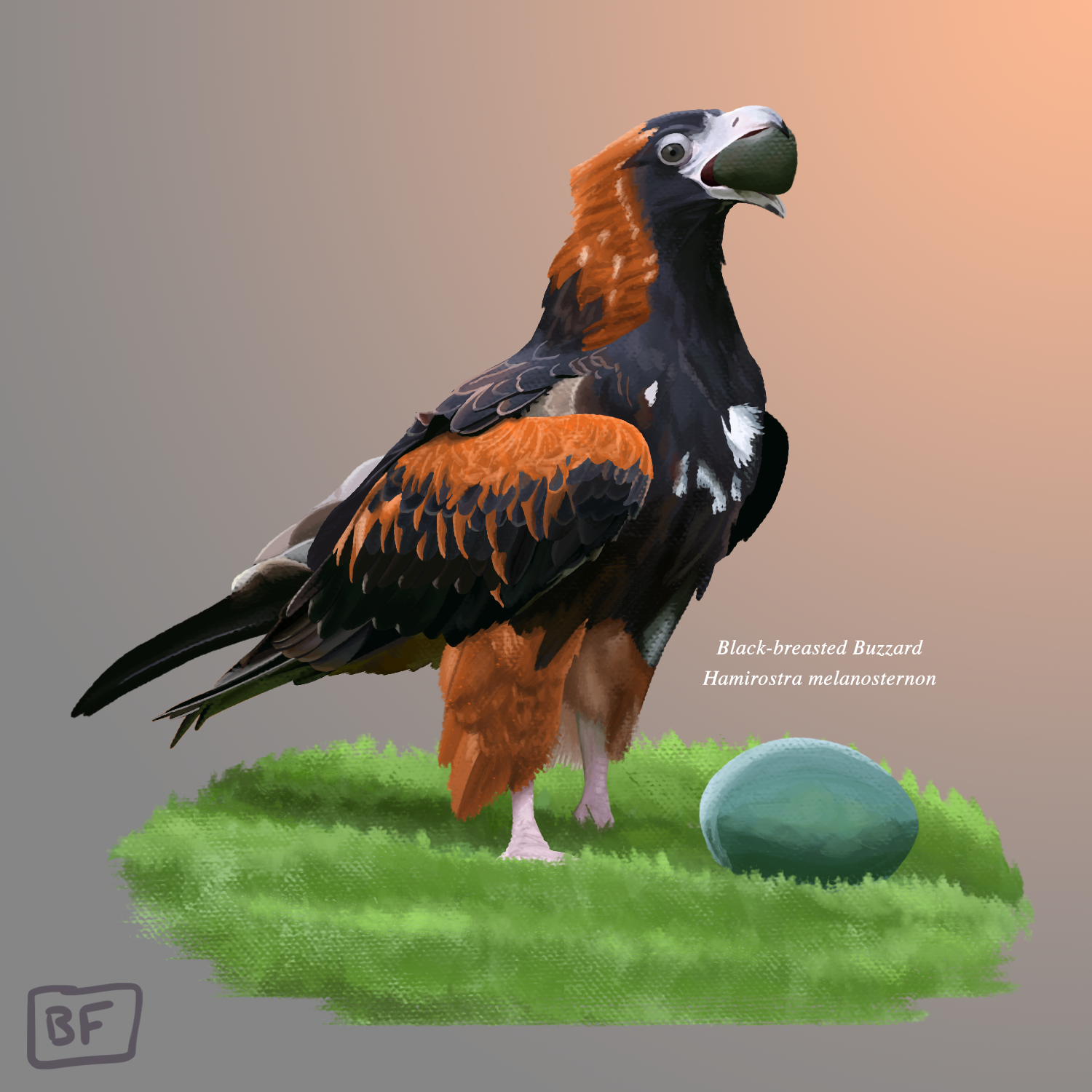 Black-breasted Buzzard