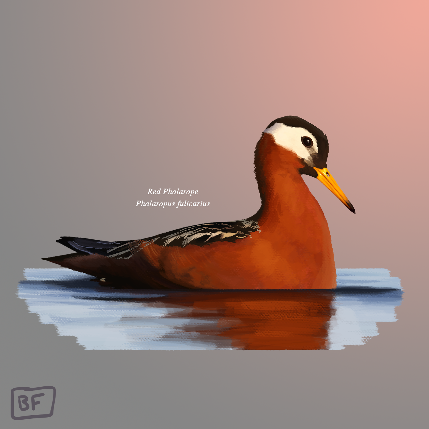Red Phalarope