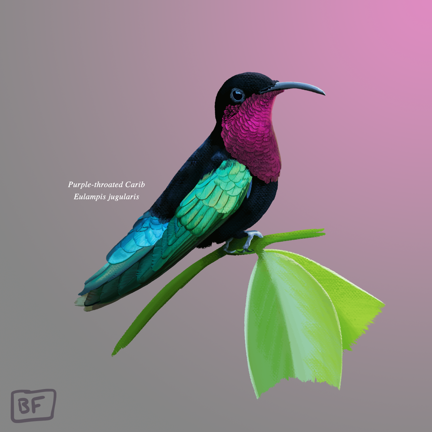 Purple-throated Carib