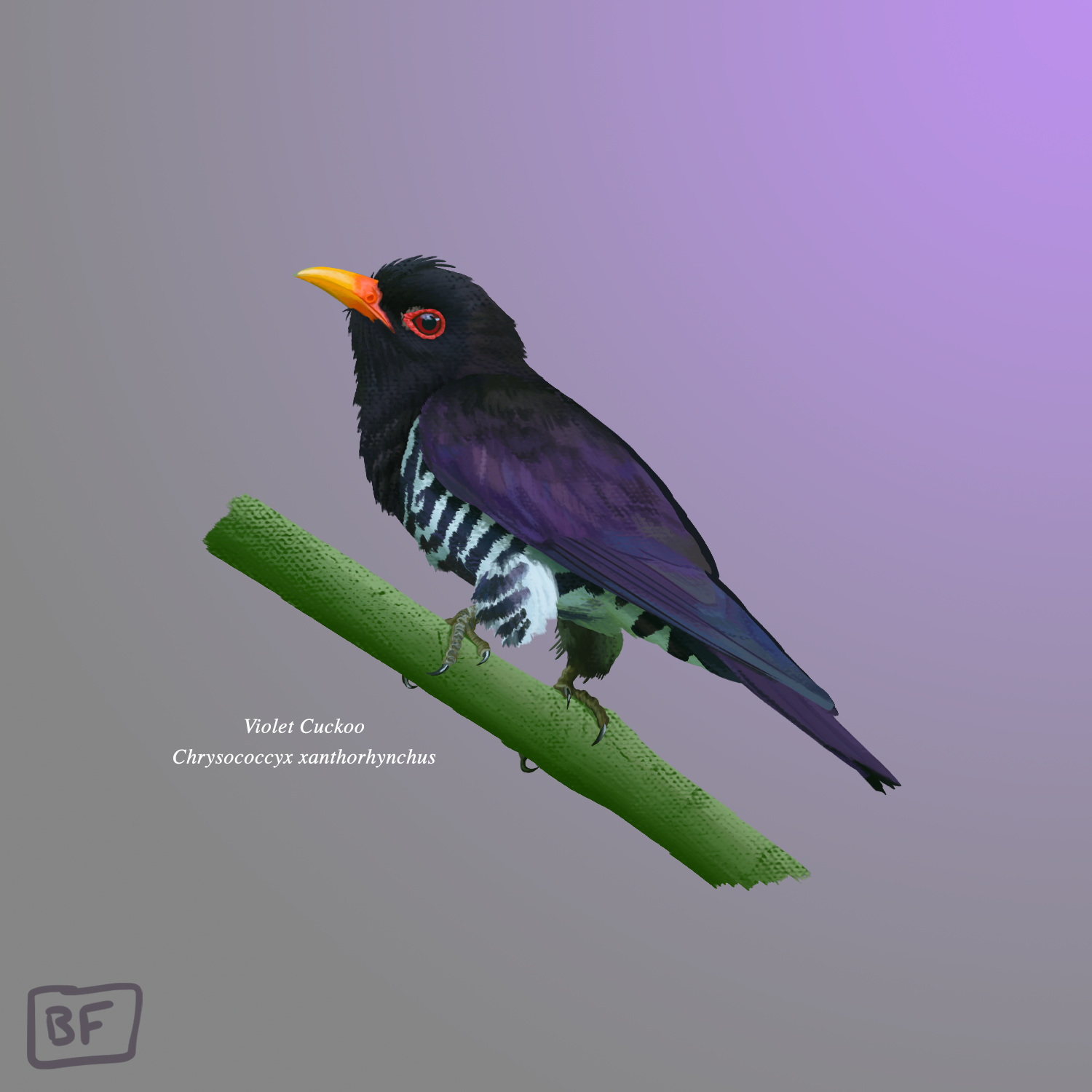 Violet Cuckoo