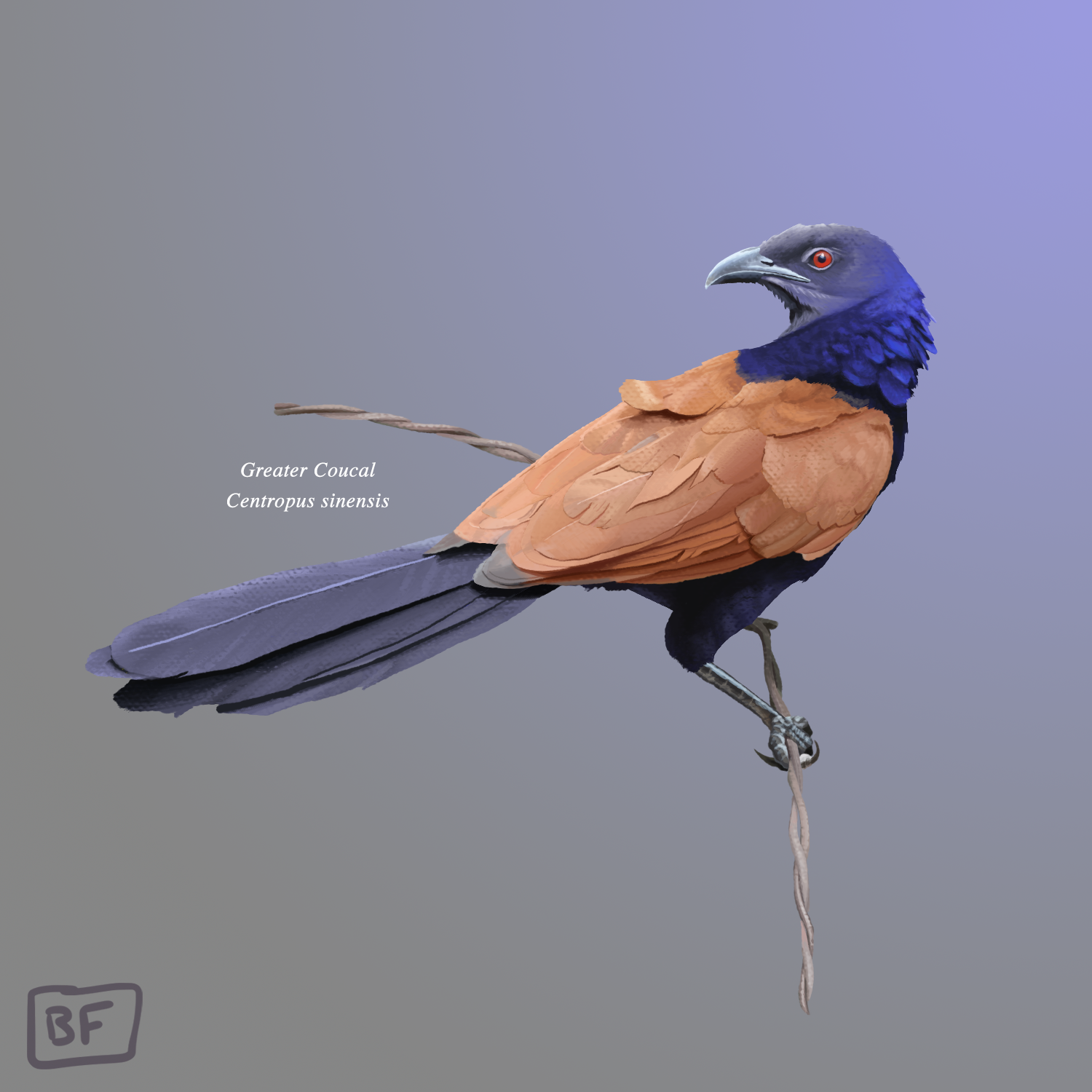 Greater Coucal