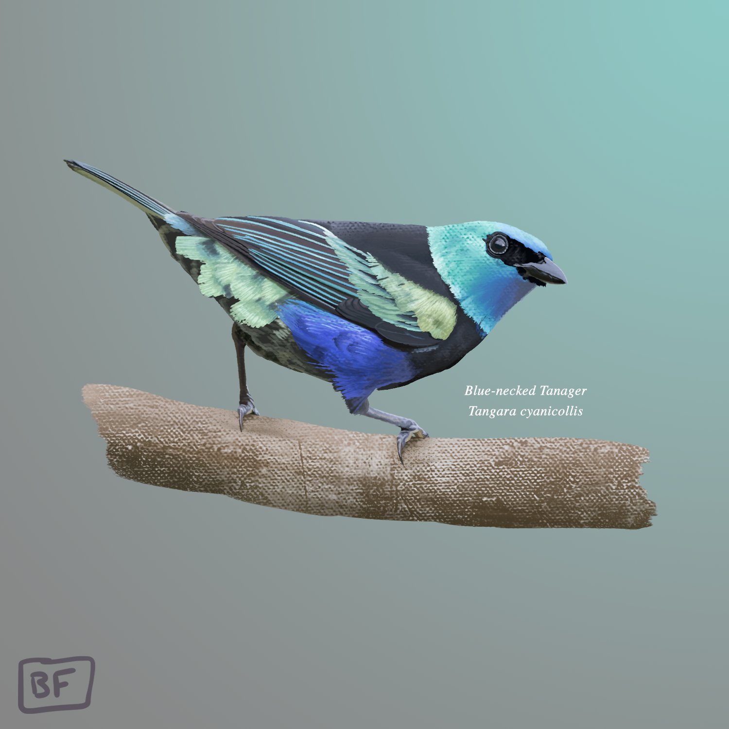 Blue-necked Tanager