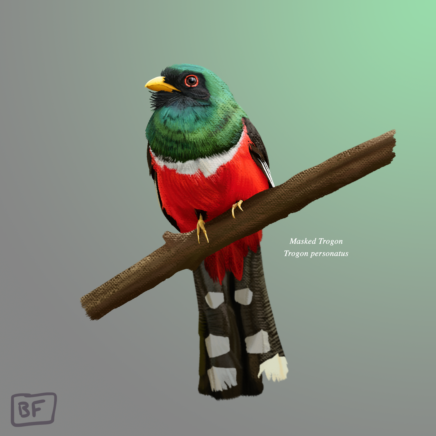 Masked Trogon