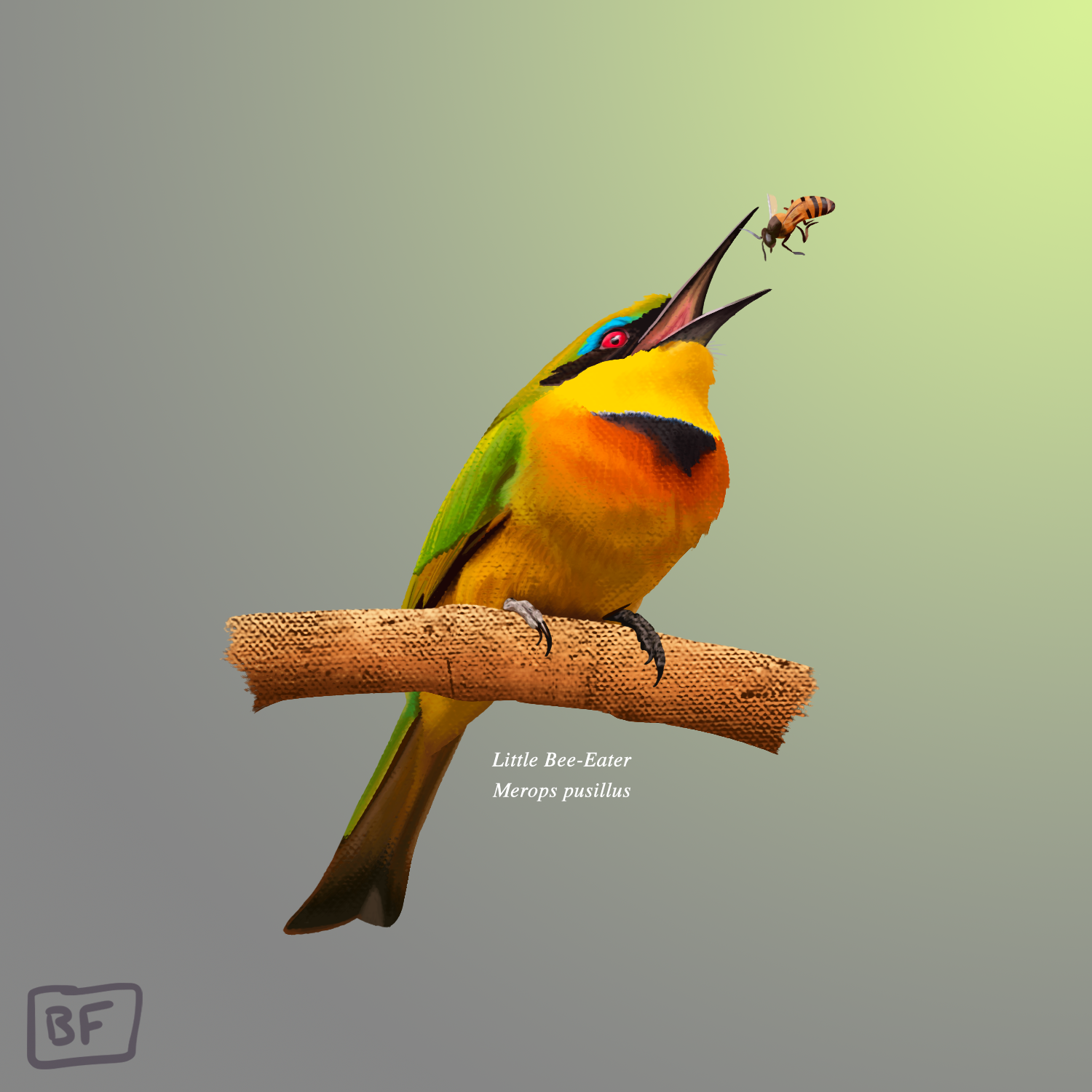 Little Bee-eater