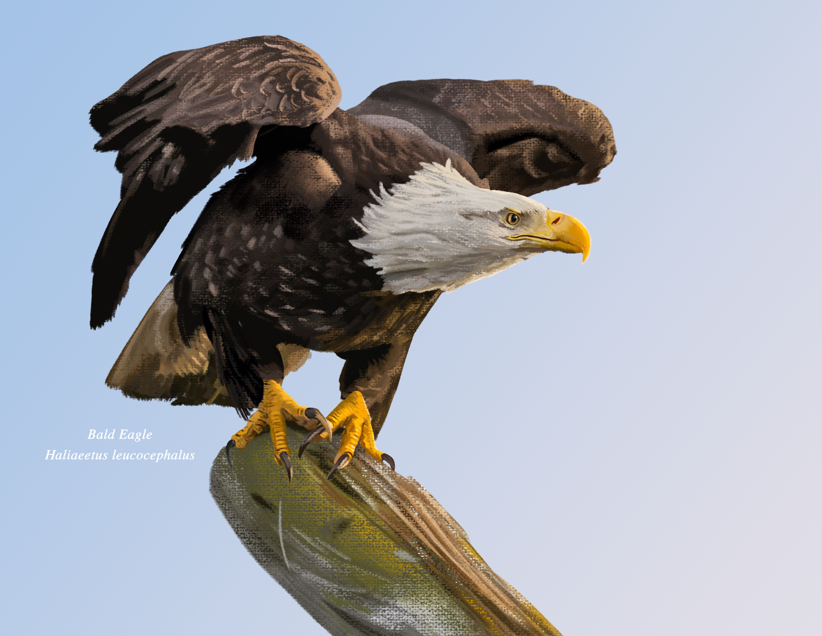 4.Bald Eagle.png