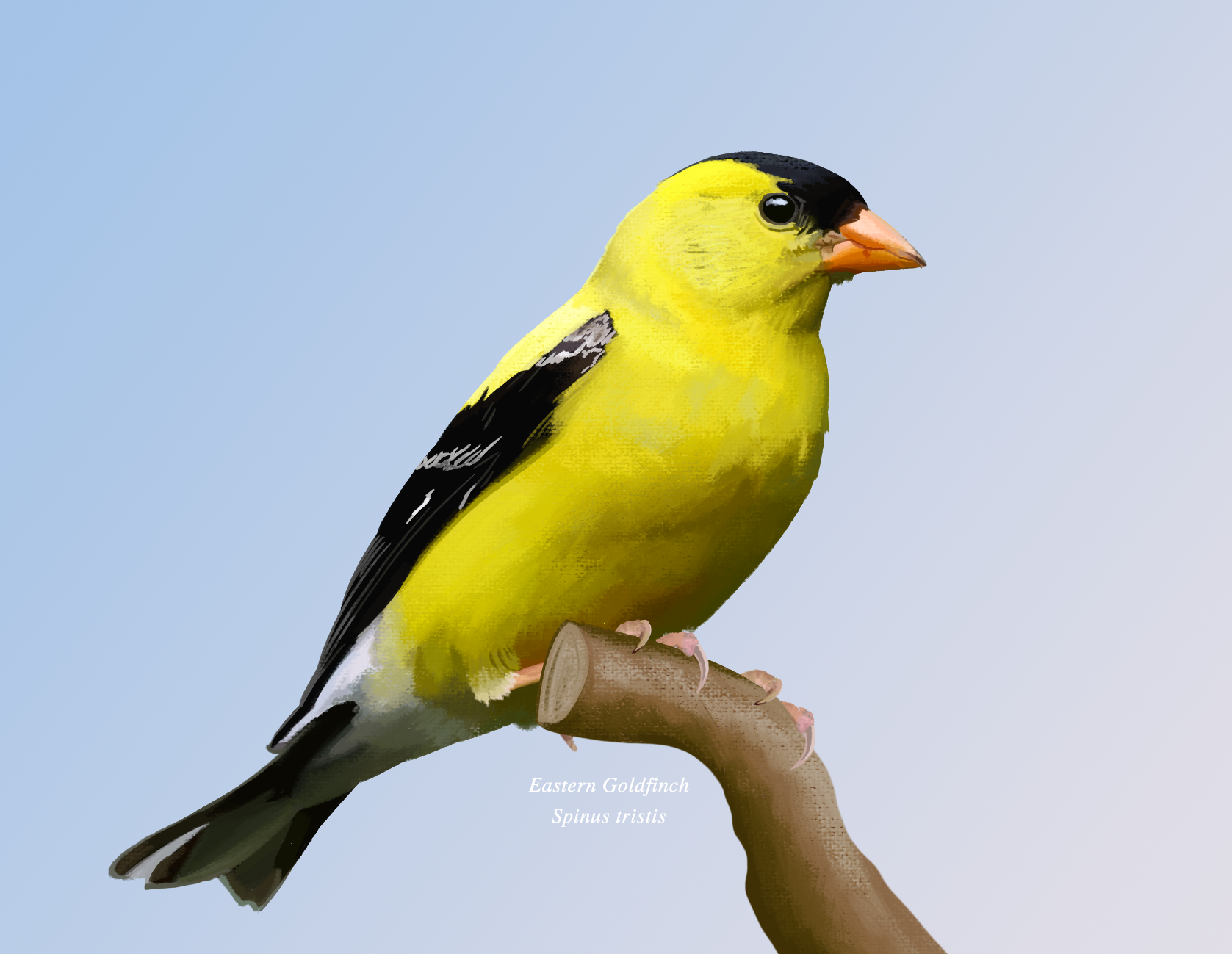 1.Goldfinch.png