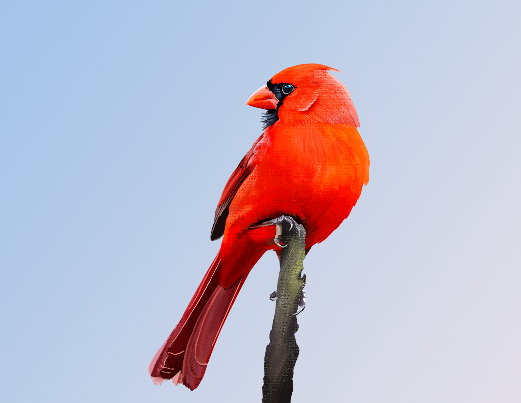 Cardinal4.png
